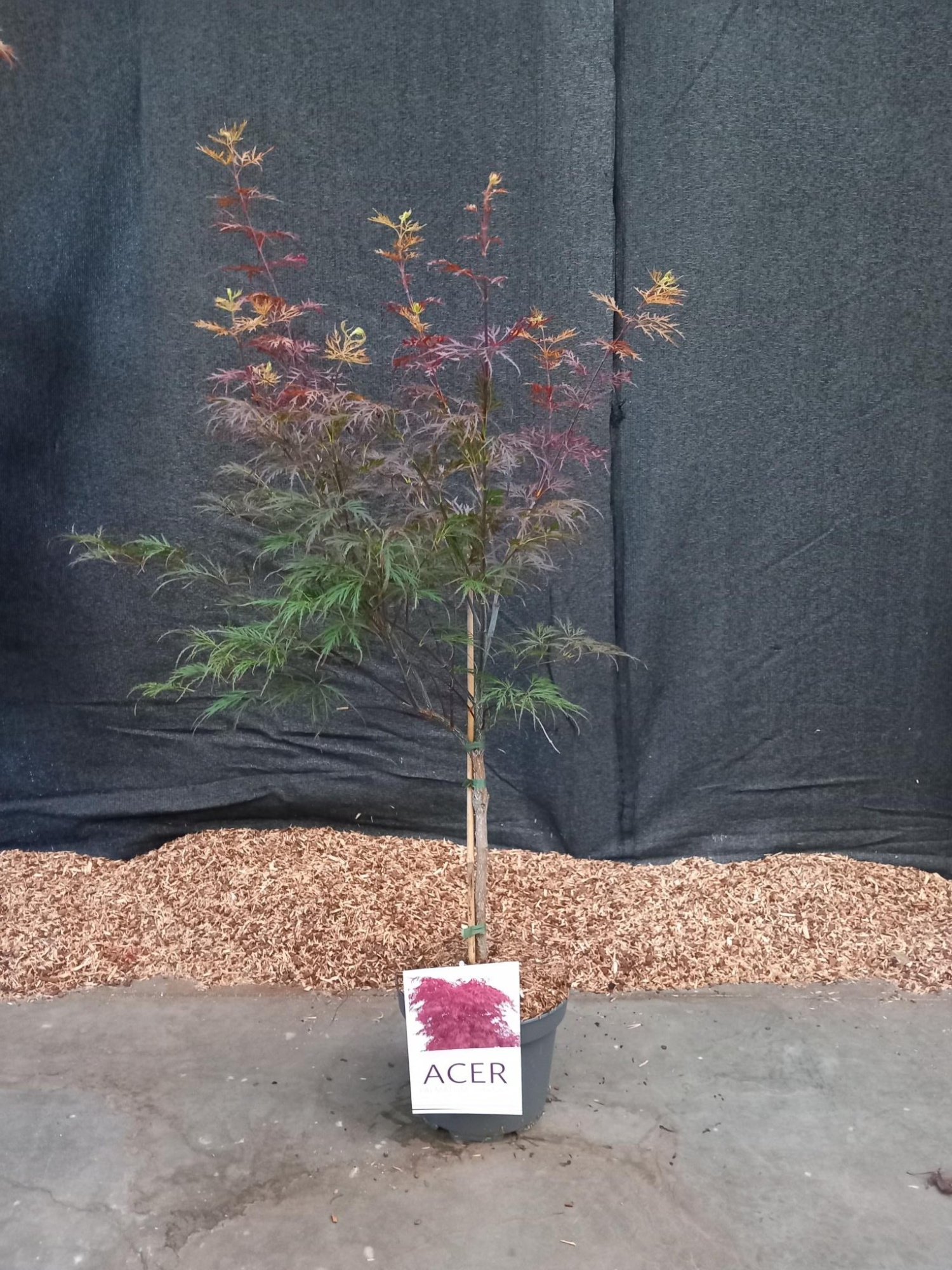 Acer palmatum Garnet, D 21 cm