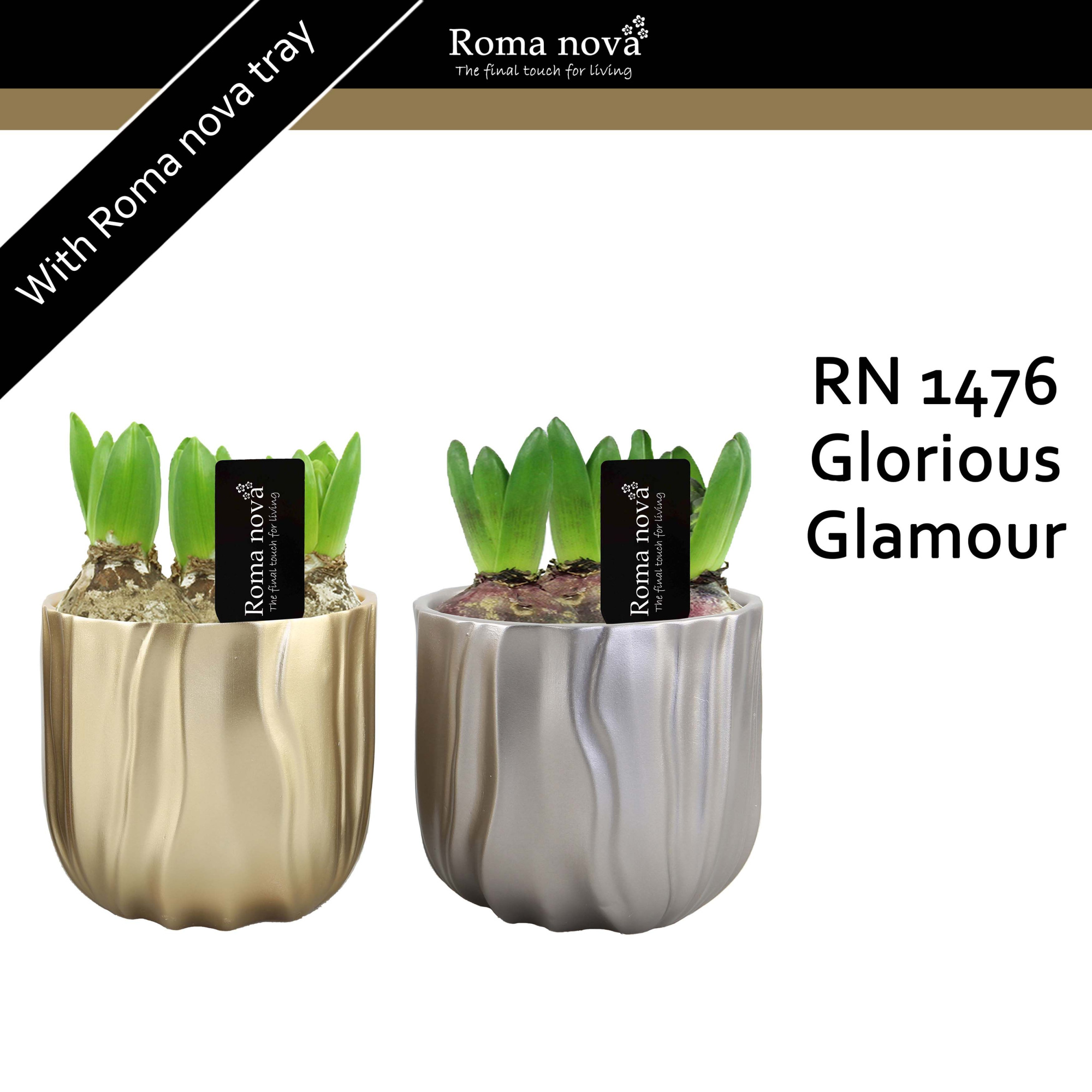 1476 - Glorious Glamour (Hyacint), D 13