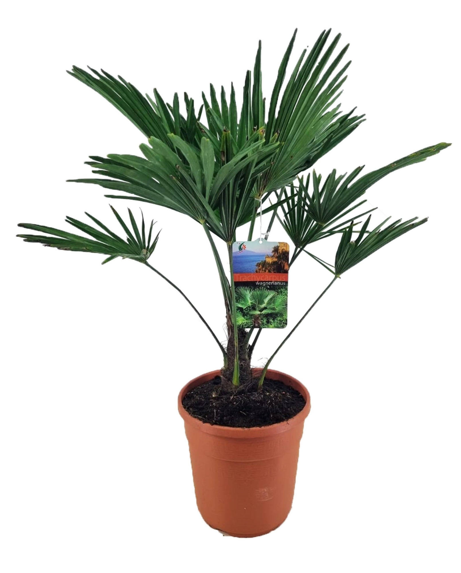 Trachycarpus wagnerianus, D 24 cm