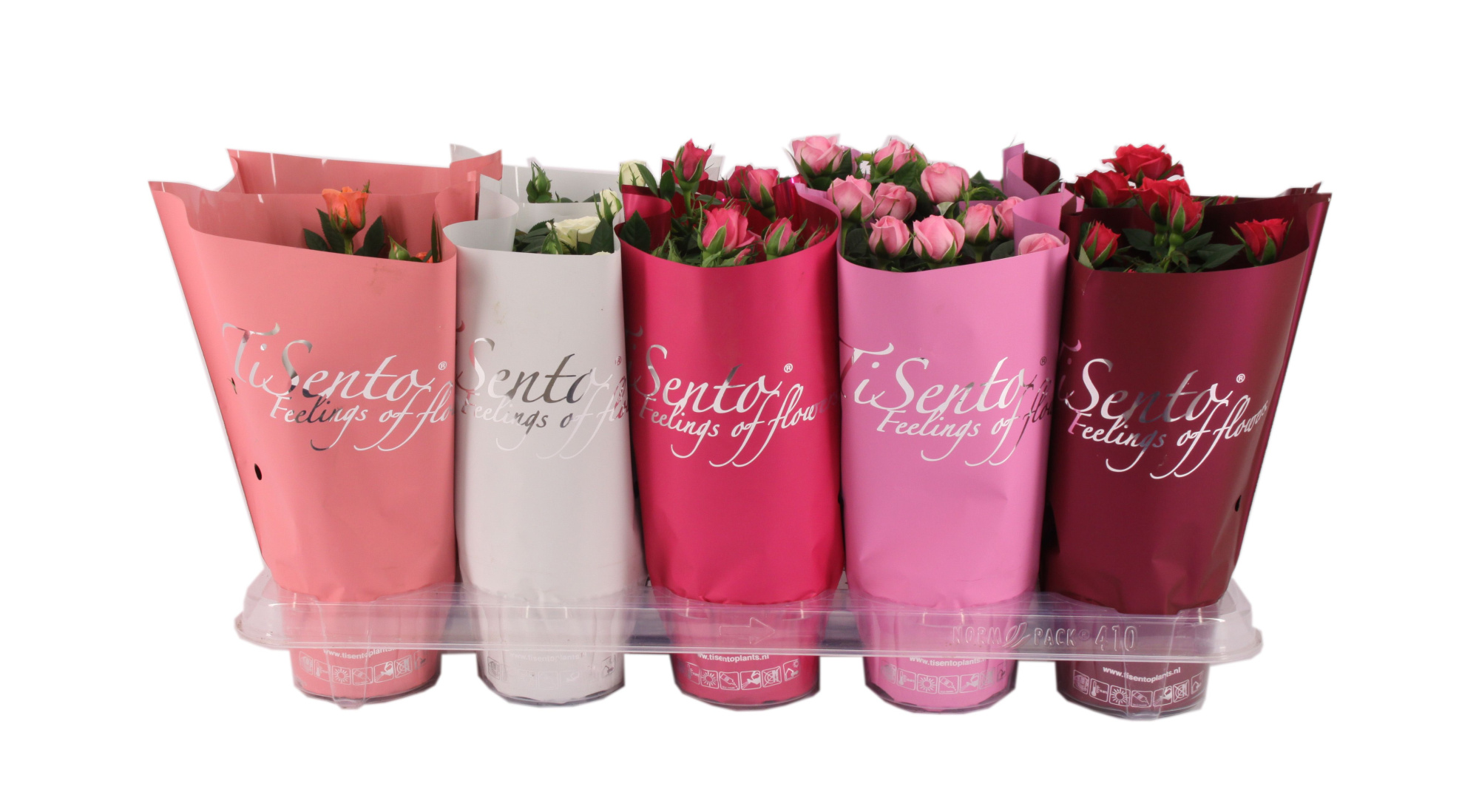 Potroos 12 cm | Valentijn | Mix, D 12