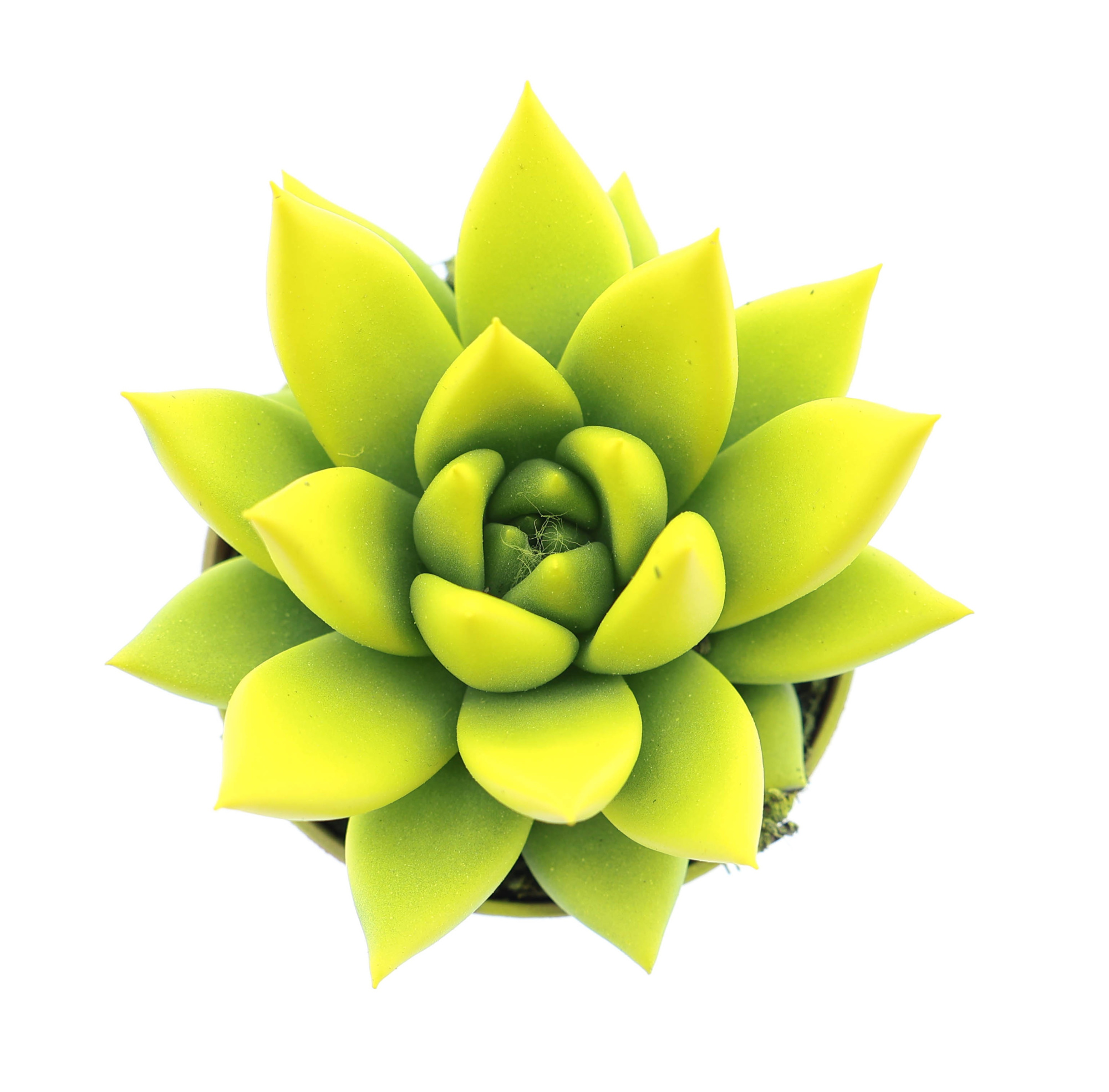 Rainbow yellow, D 5,5 cm