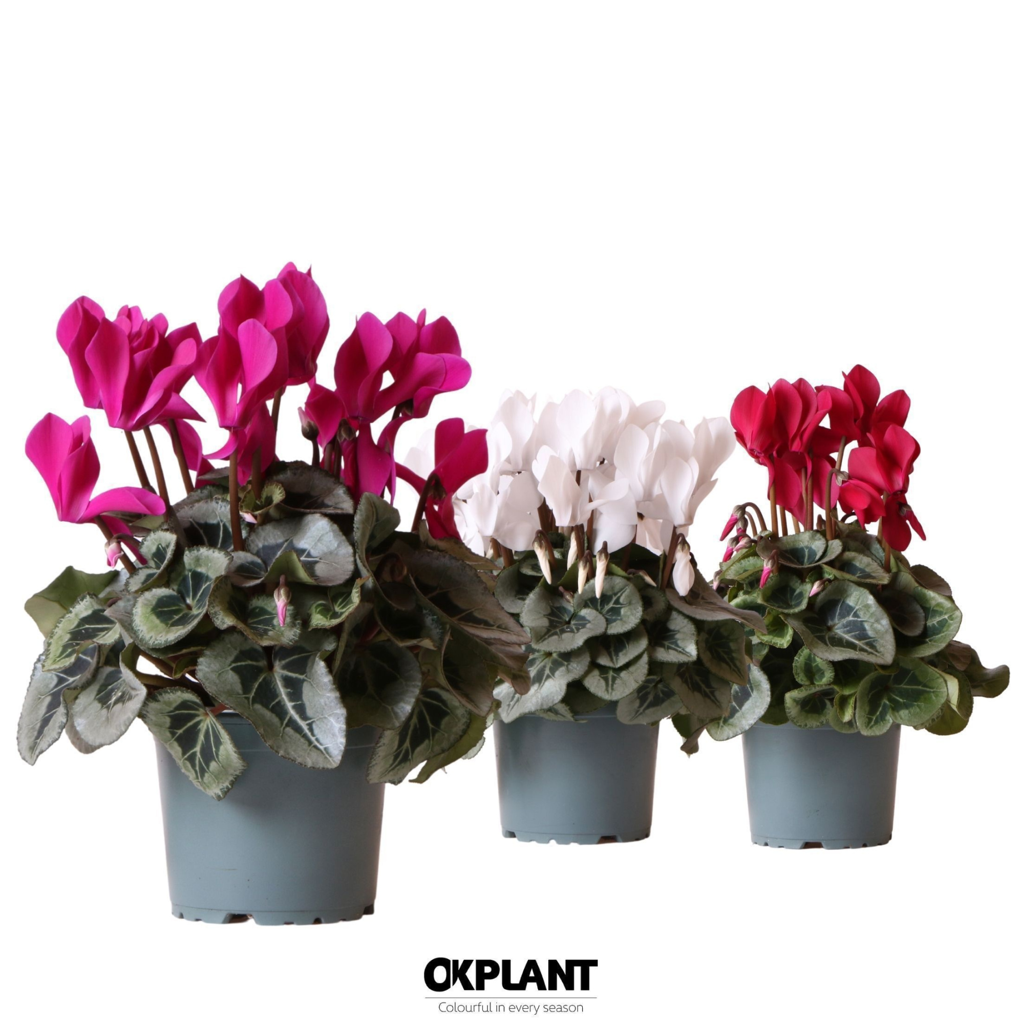 Cyclamen Rembrandt mix, D 12 cm