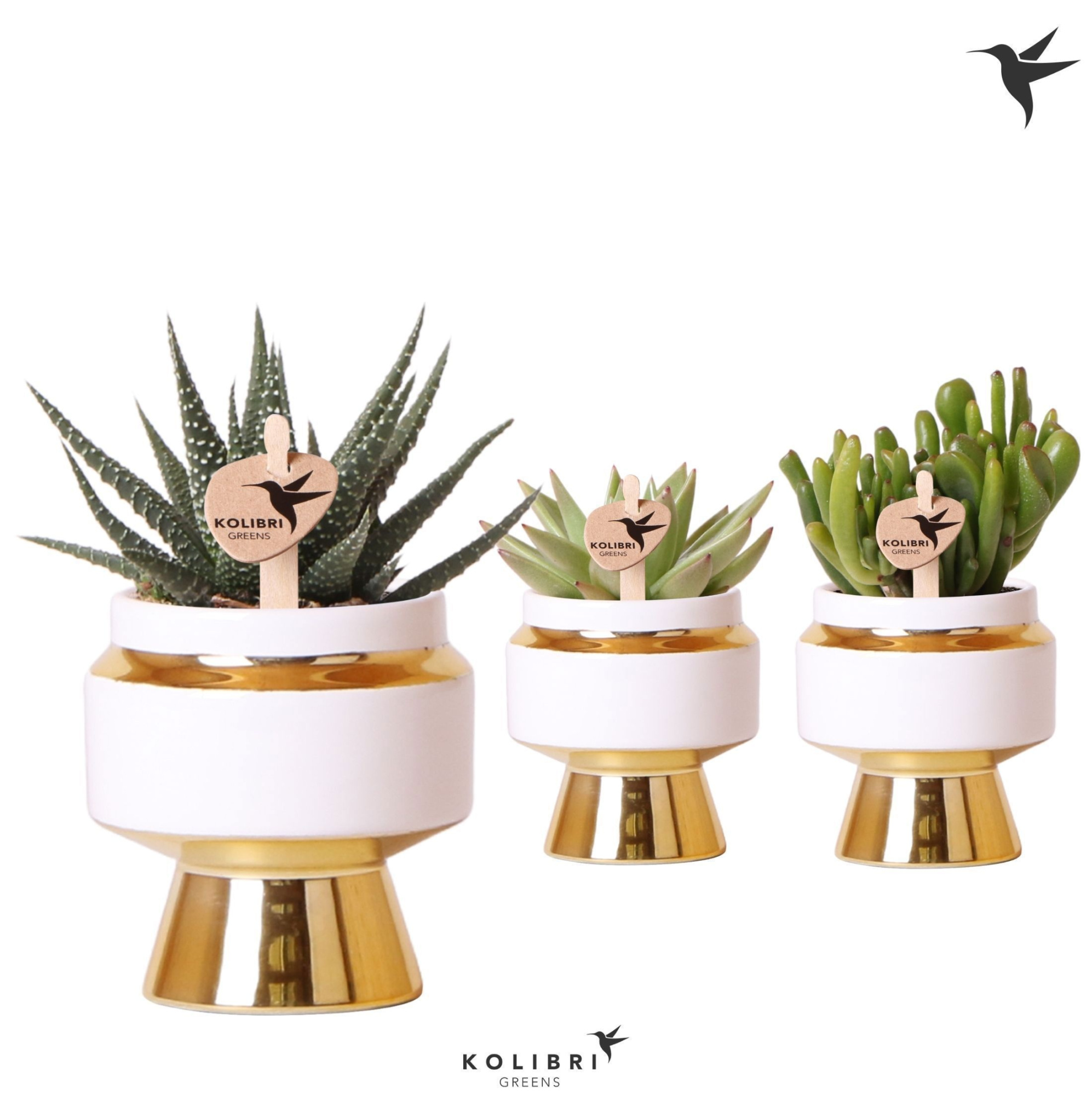 Kolibri Greens Succulenten mix in Le Chic pot gold, D 6 cm