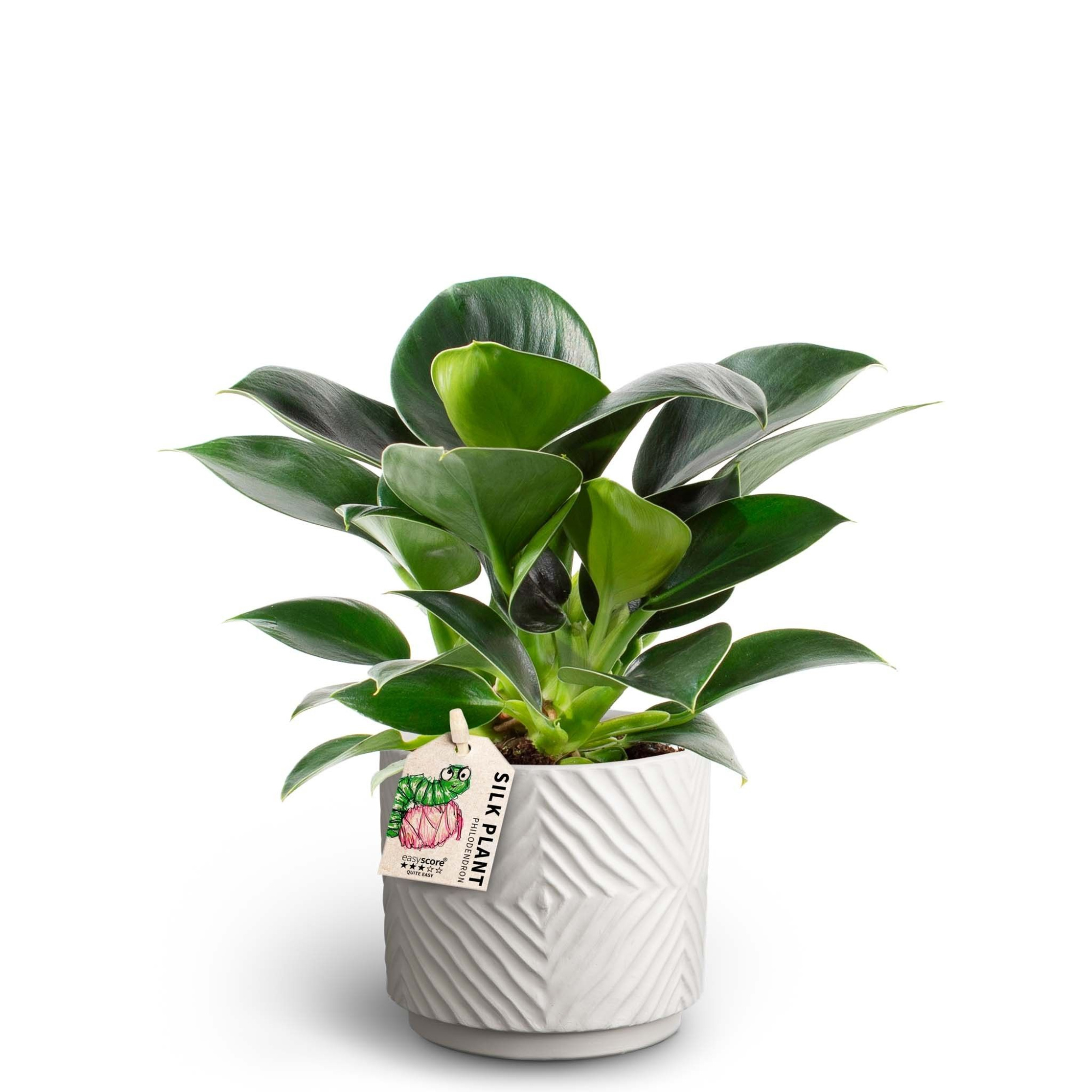 Dune Sand, Philodendron ´Green Princess´, D 10 cm