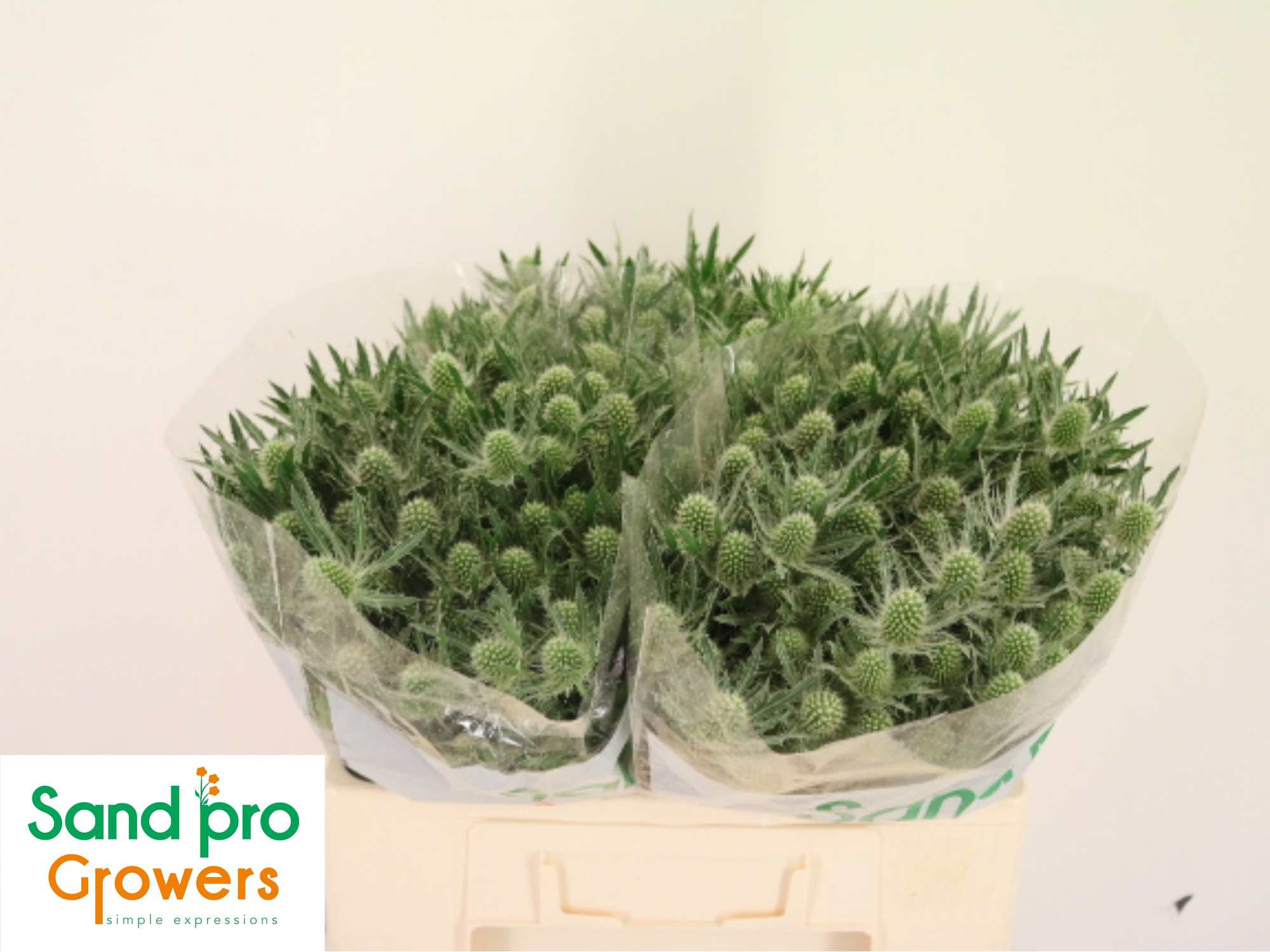 Эрингиум Мэджикал Вайт Лагун 50, шт.