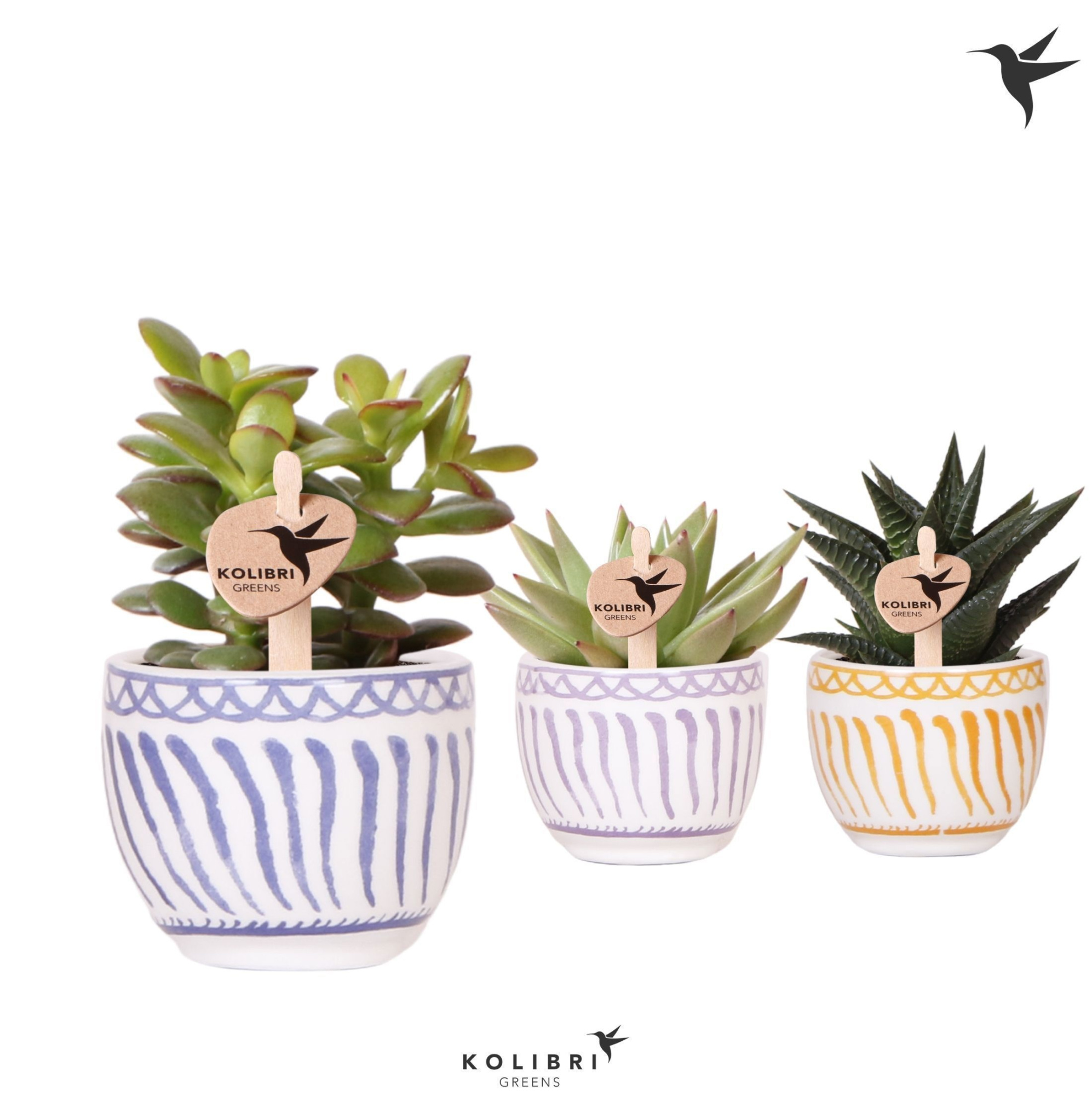 Kolibri Greens Succulenten mix in Granada pot mix, D 6 cm