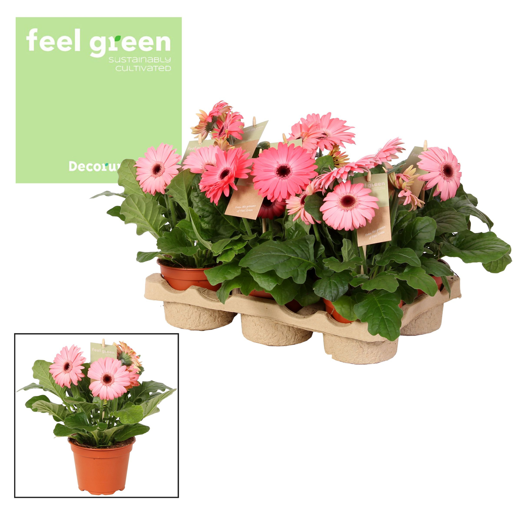 Gerbera rose tinten 2+ bl. Feel Green, nature Decorum, D 12