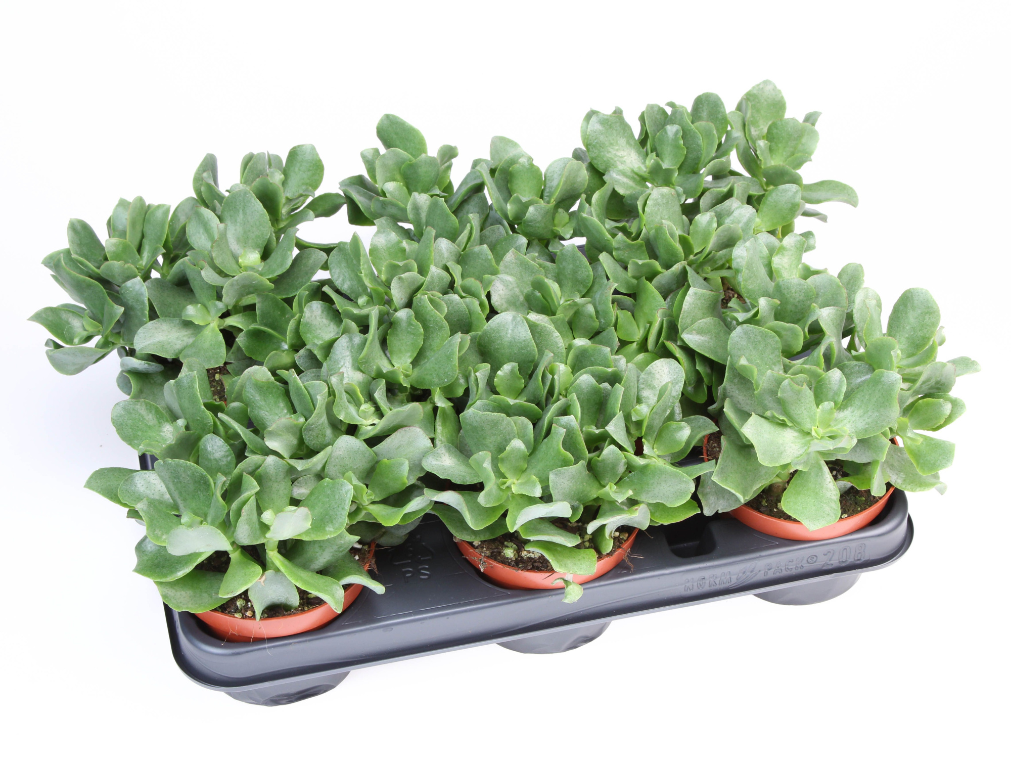 Crassula Aborescens, D 10,5 cm