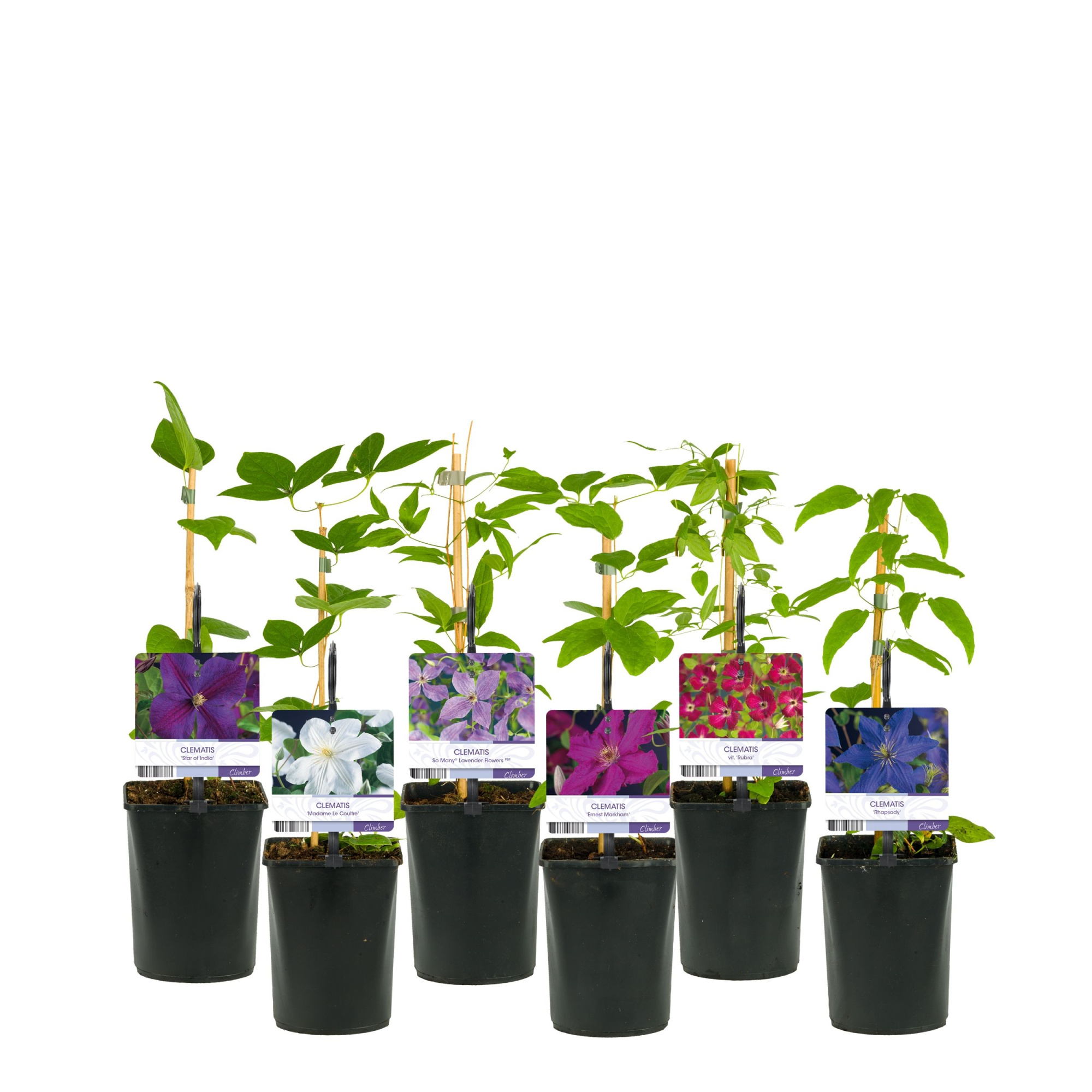 Mix CC Clematis +light label, D 11