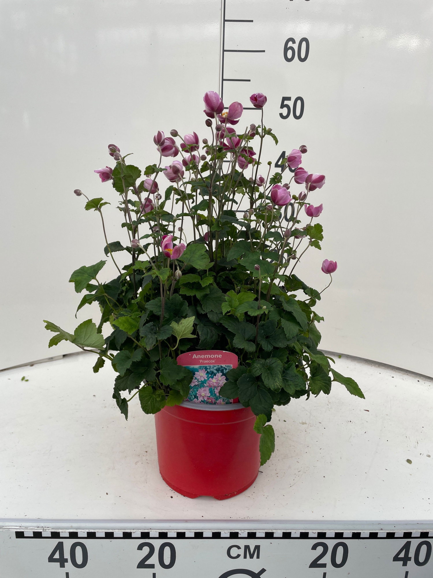 Anemone Red, D 19 cm