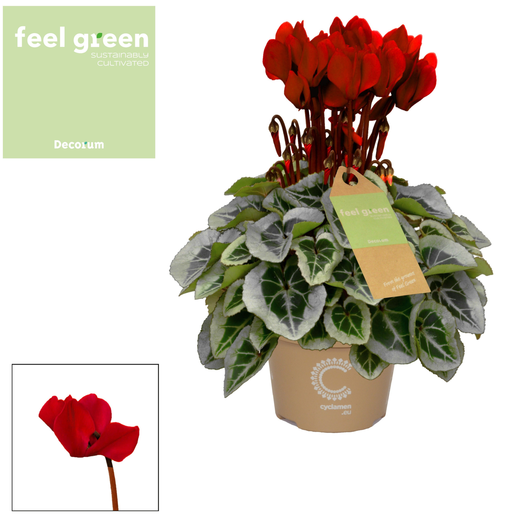 Cyclamen SS Picasso Wine Red FEEL GREEN Decorum, D 11 cm