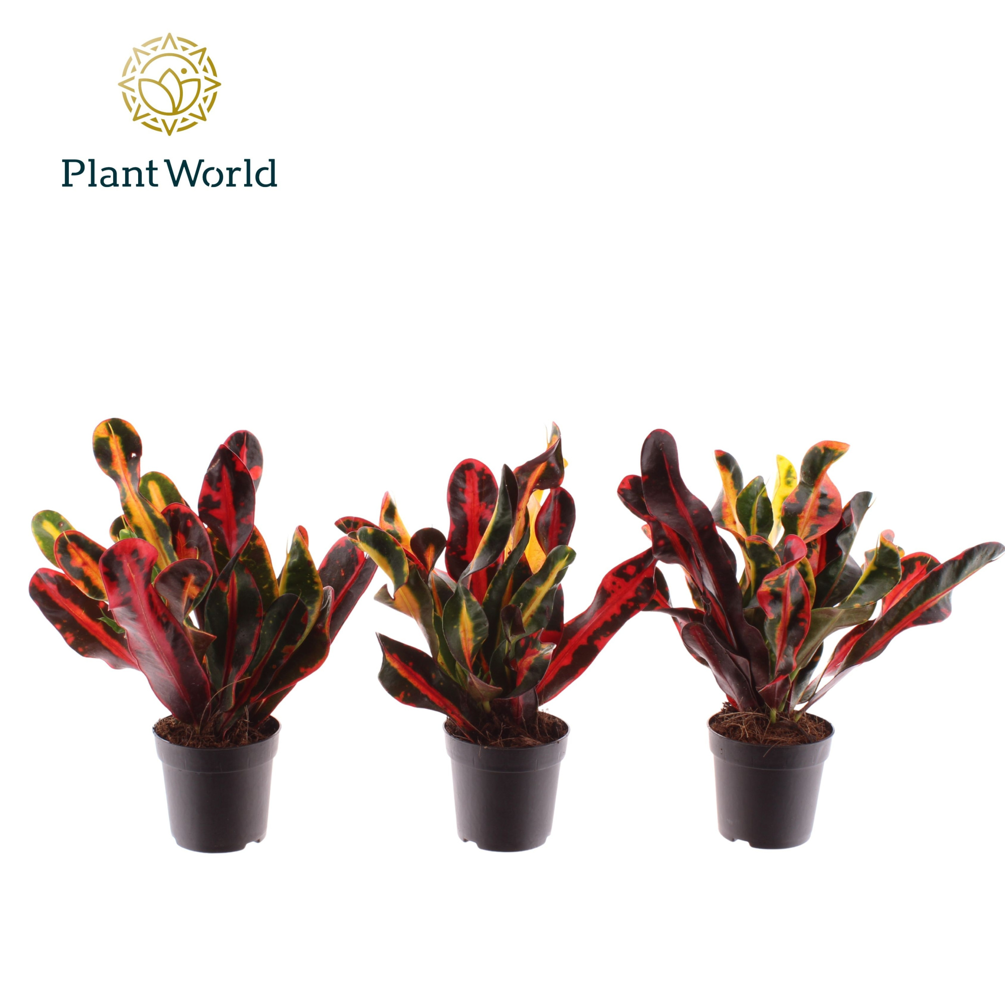 Croton Mammi kopstek 7 cm, D 7 cm