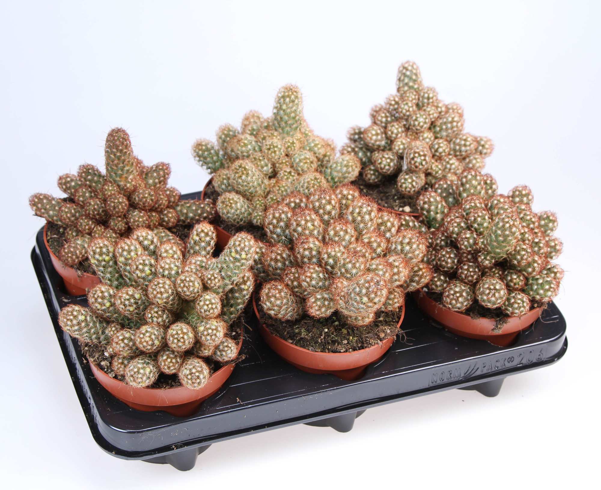 Mammillaria Elongata Rood, D 12