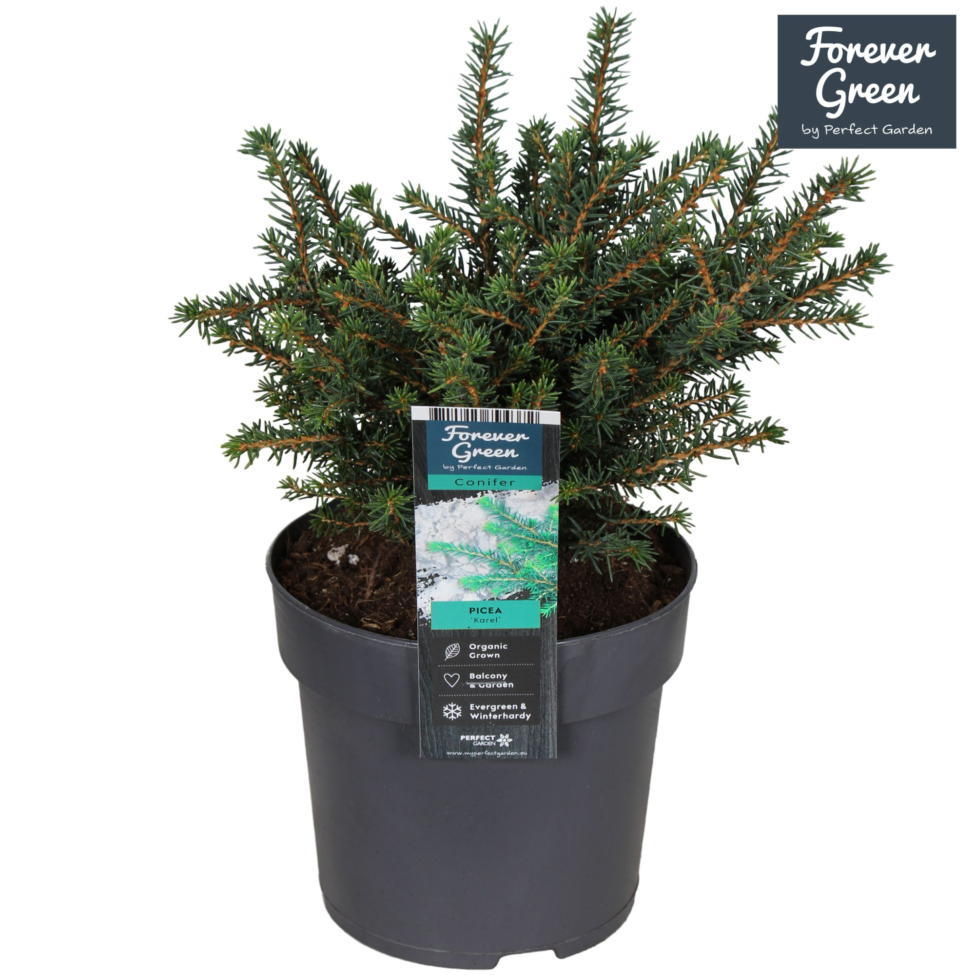 Picea omorika 'Karel' P14, D 14