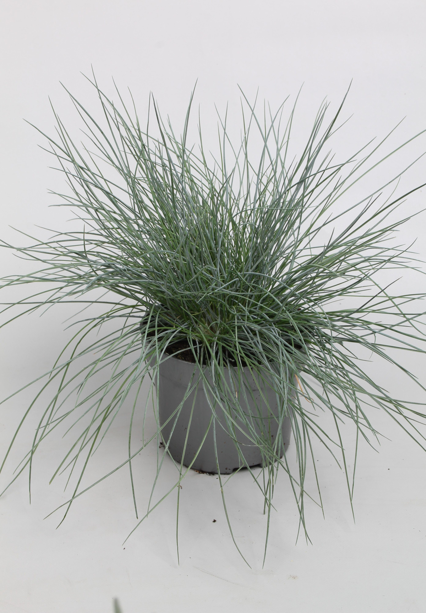 Festuca cinerea Eisvogel p10,5, D 10,5 cm