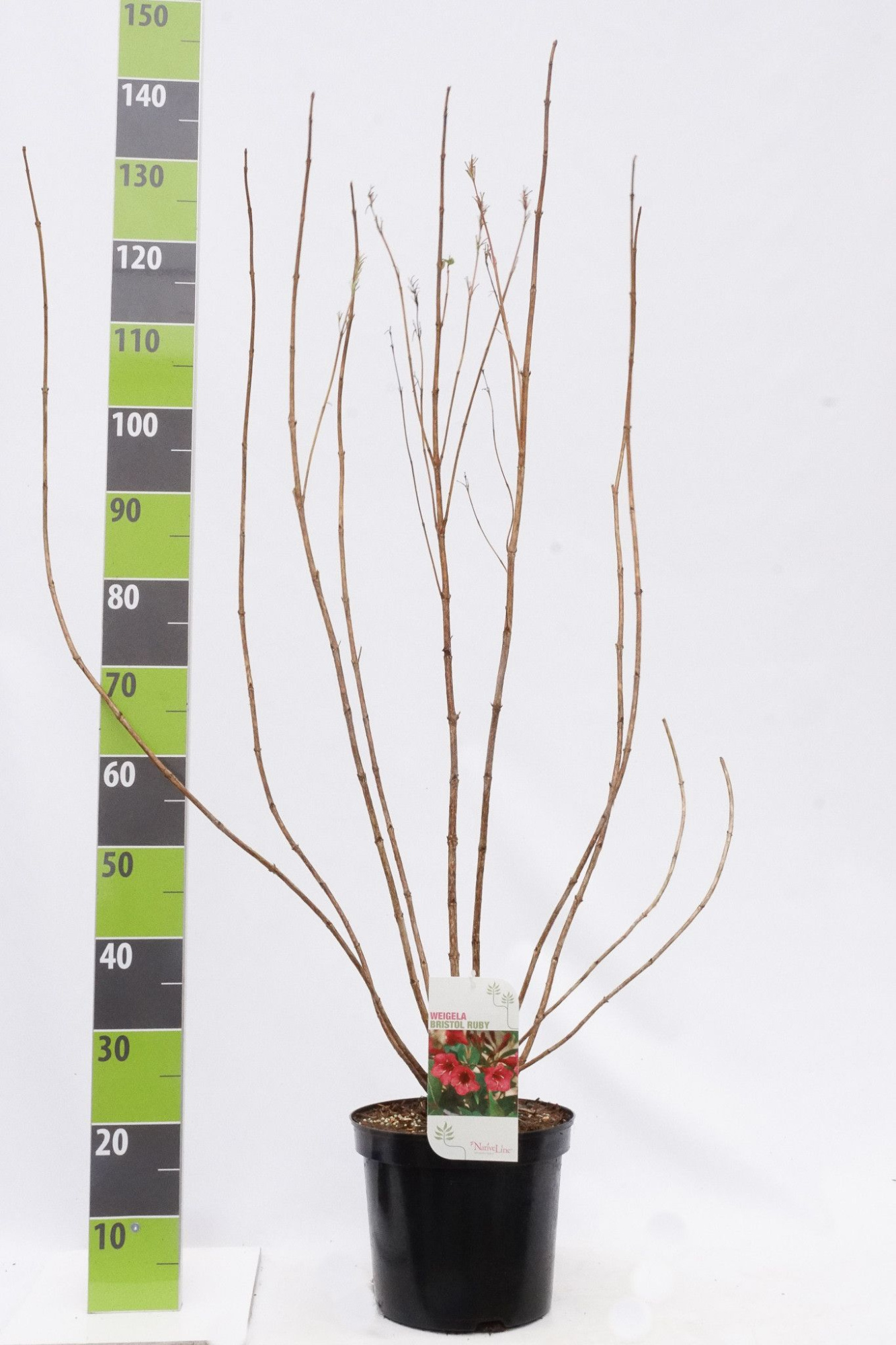 Weigela 'Bristol Ruby' C 7,5, D 27