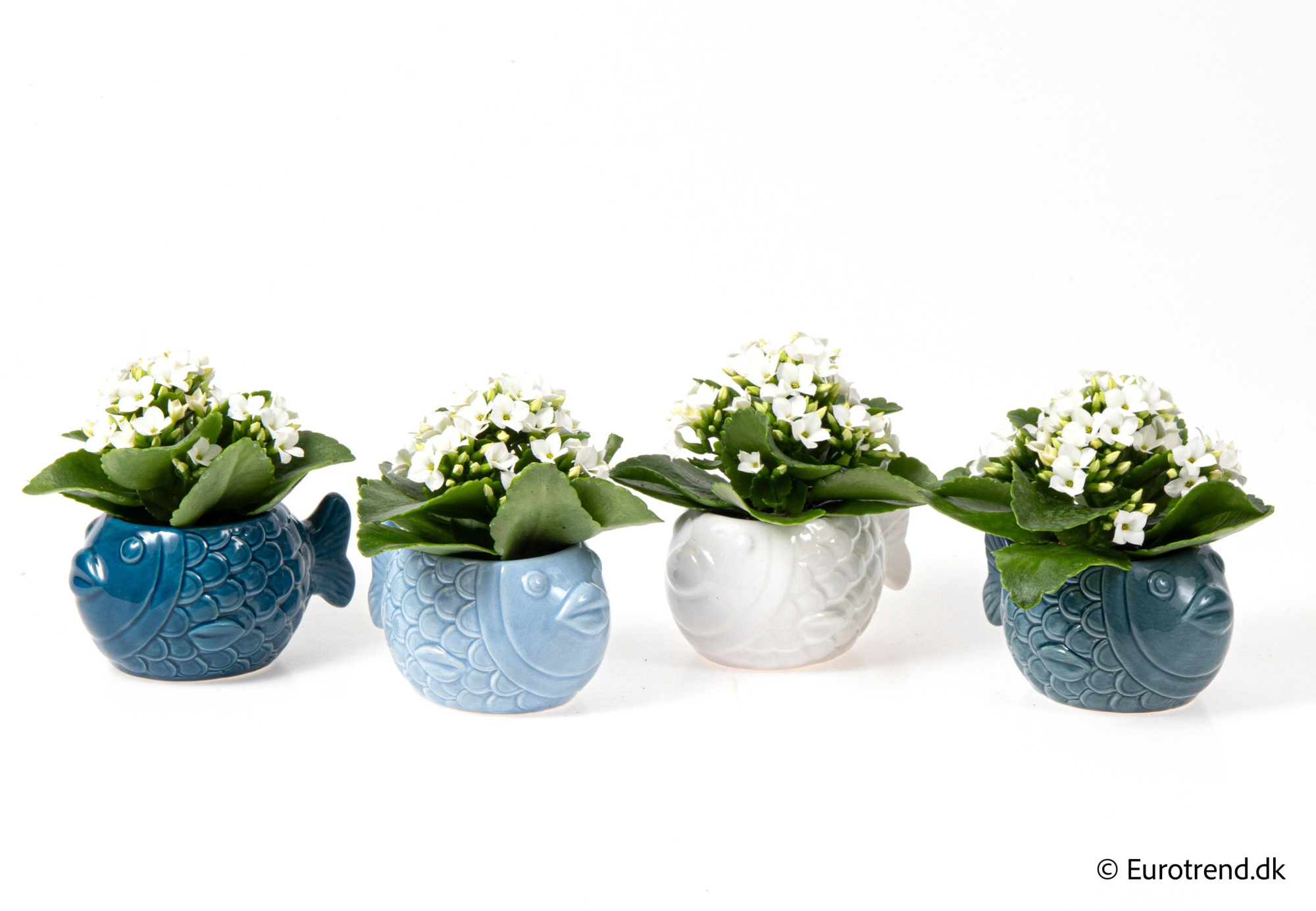 Kalanchoe in fish ceramic - Spring, Summer & Autumn 2025, D 6 cm