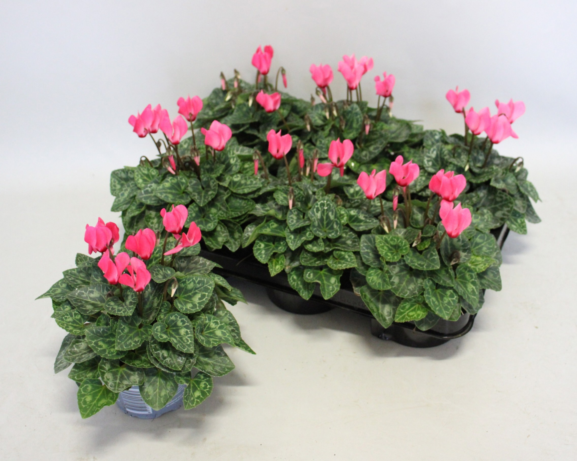 Cyclamen Super Serie 10,5 cm Salmon with eye, D 10,5 cm
