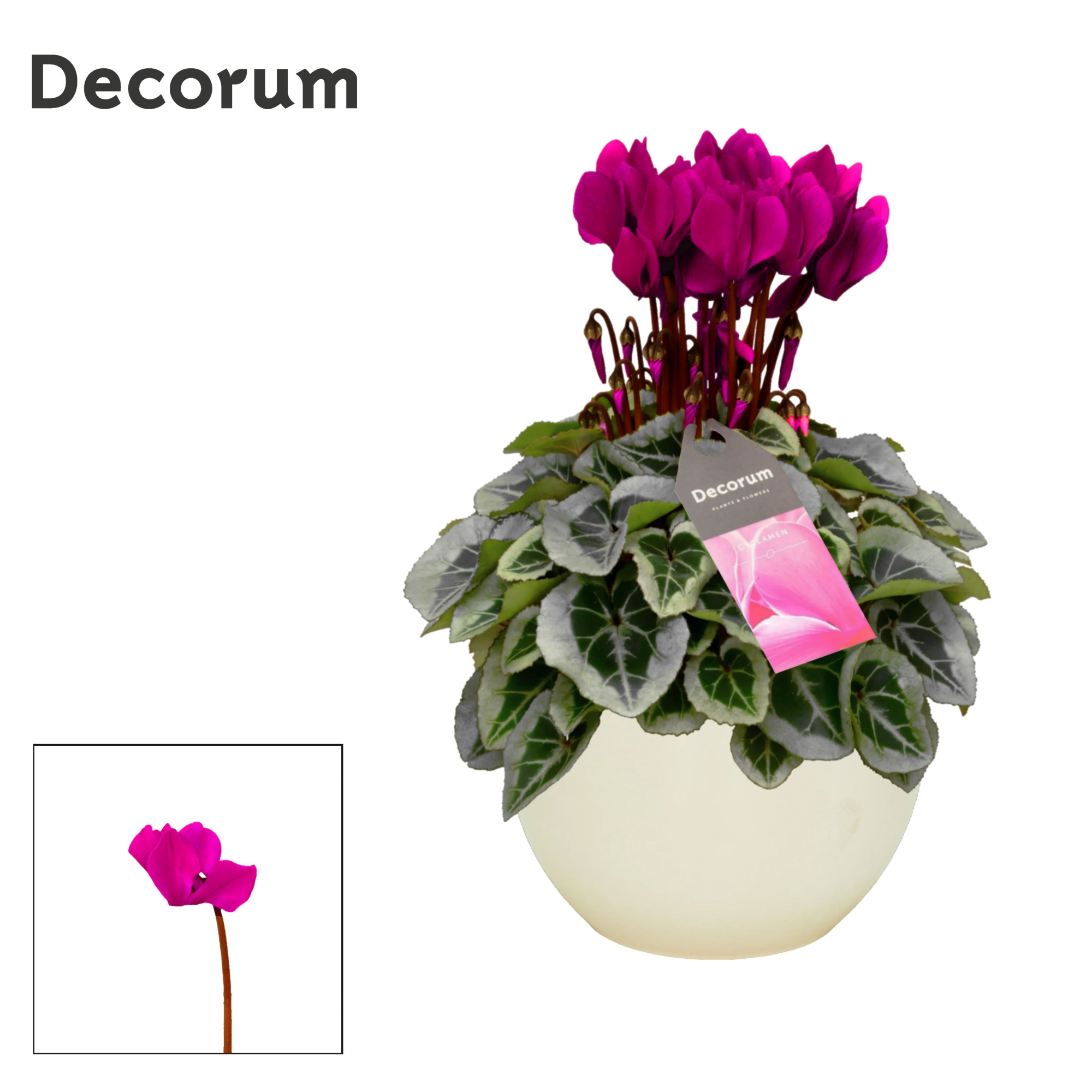 Cyclamen SS Picasso Paars in Melanie, D 13 cm