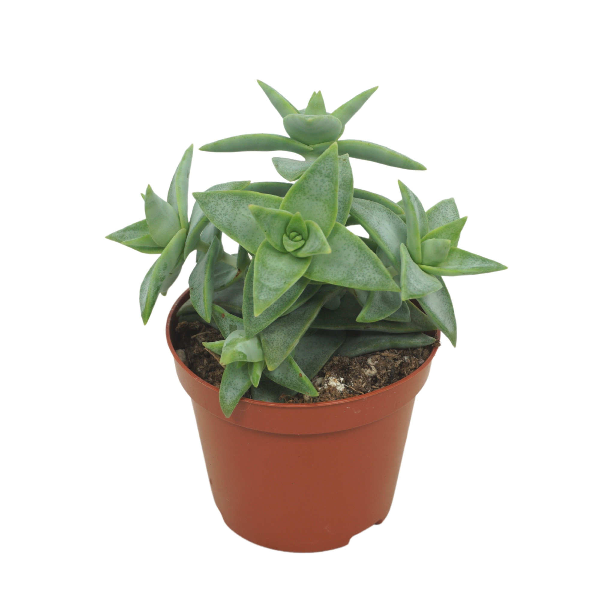 Crassula perforata pagoda 8,5 cm, D 8,5 cm