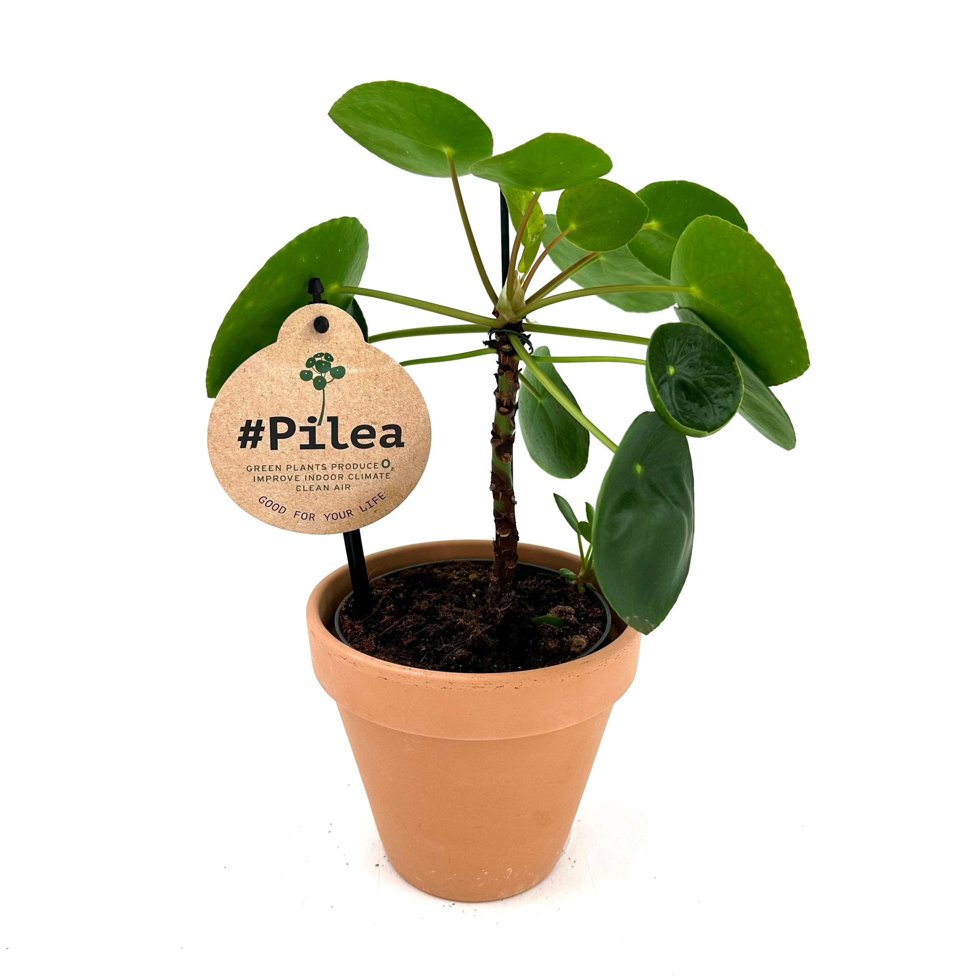 Pilea Peperomioides w/stem - w/claypot, D 13 cm