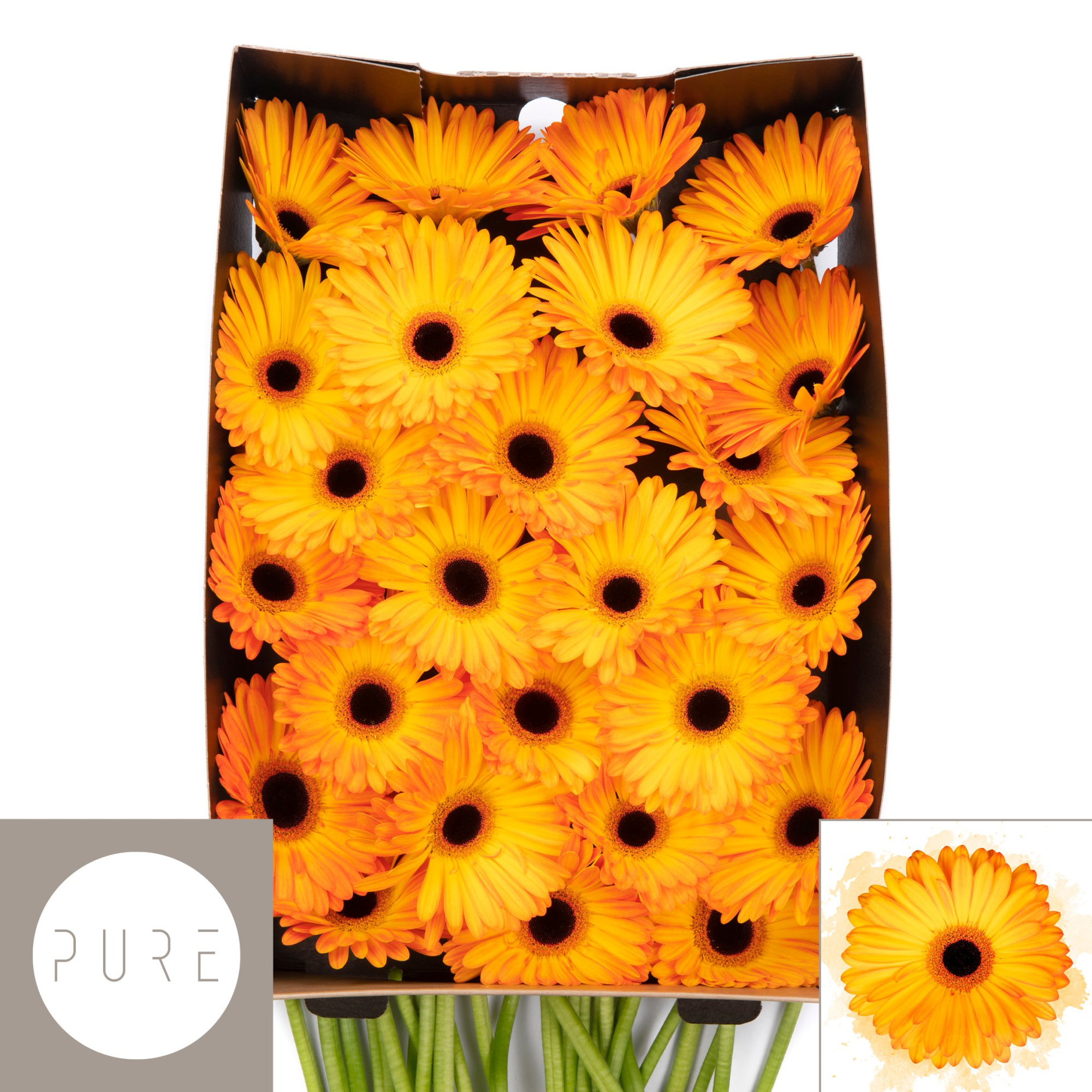 Гербера Кэтвок x50, шт.