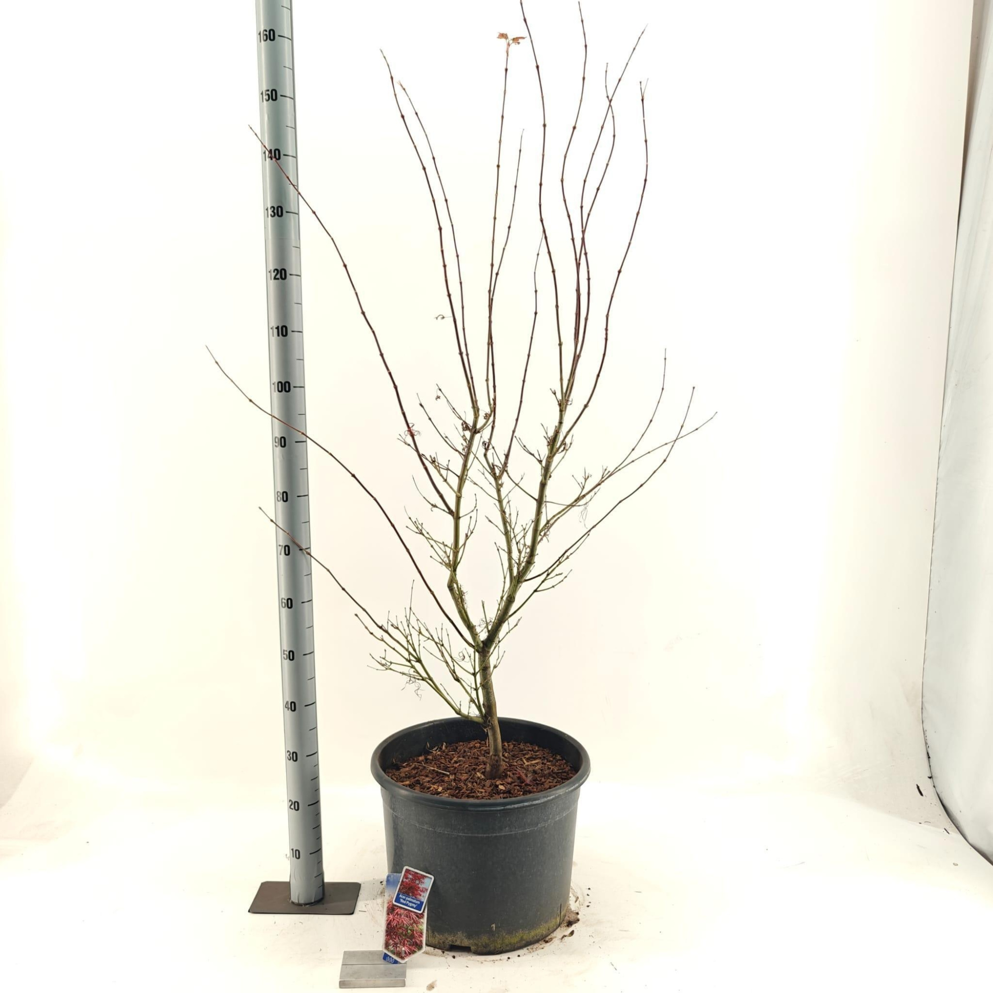 Acer pal. 'Red Pygmy', D 40