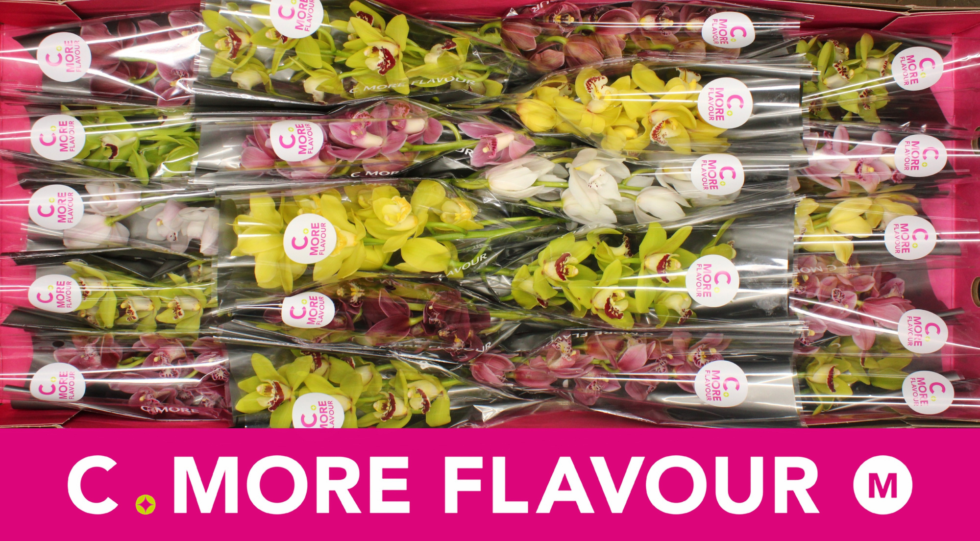 Цимбидиум мини Микс x20 40, шт.