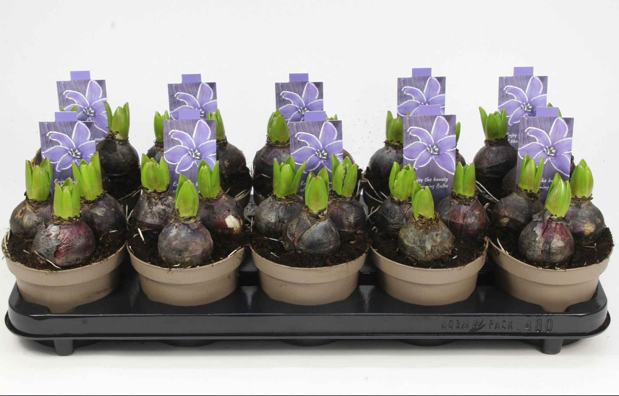 HYACINT BLAUW 12, D 12