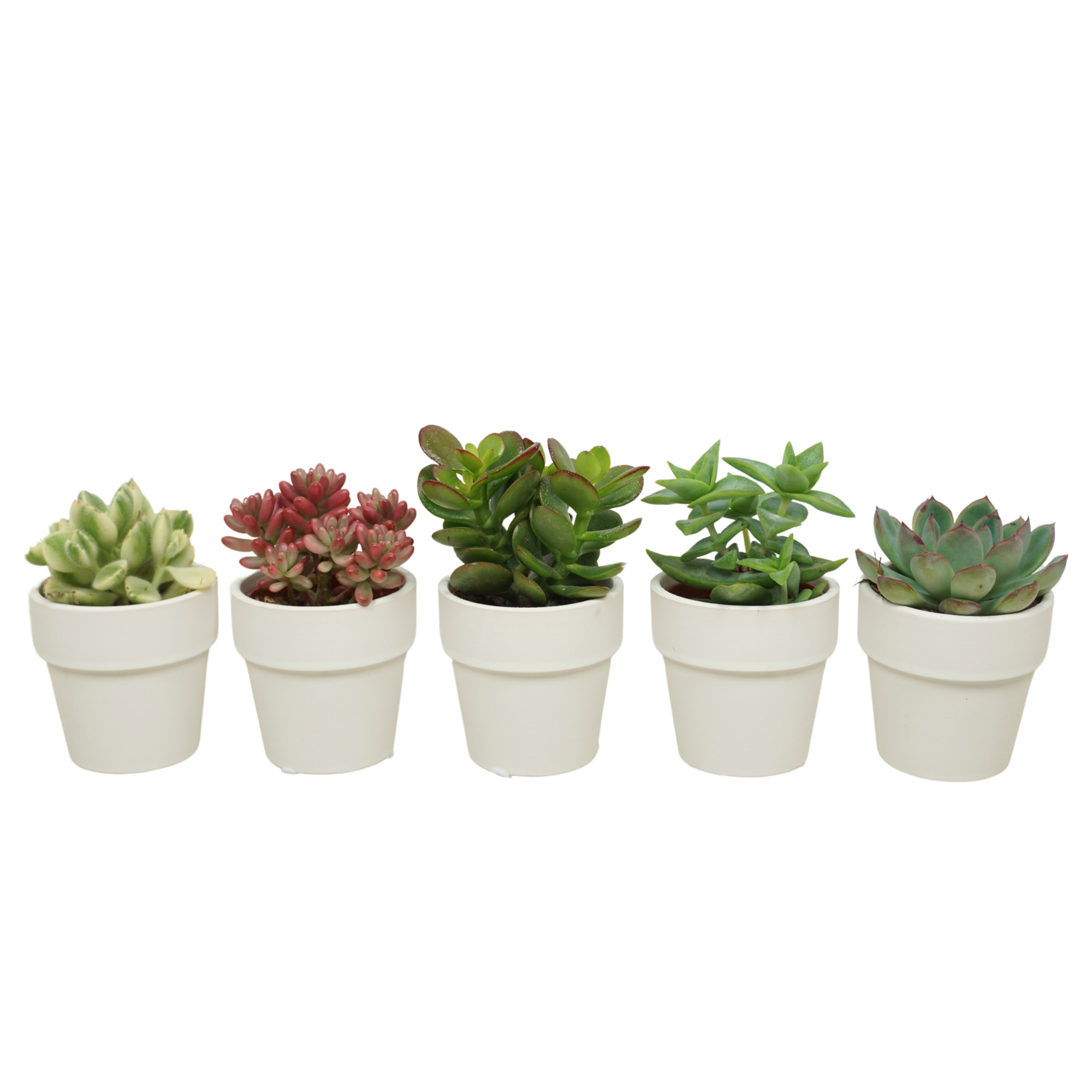 Succulenten mix in 6 cm 'Wit Kraagpotje', D 5,5 cm