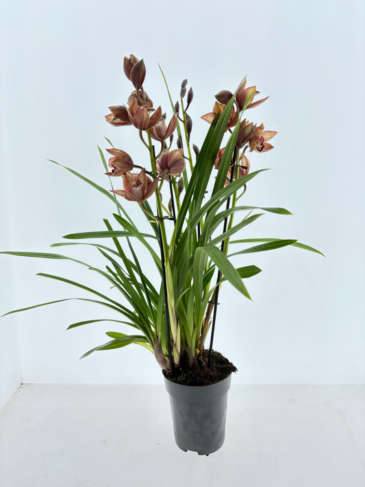 Cymbidium 4-tak bruin, D 15