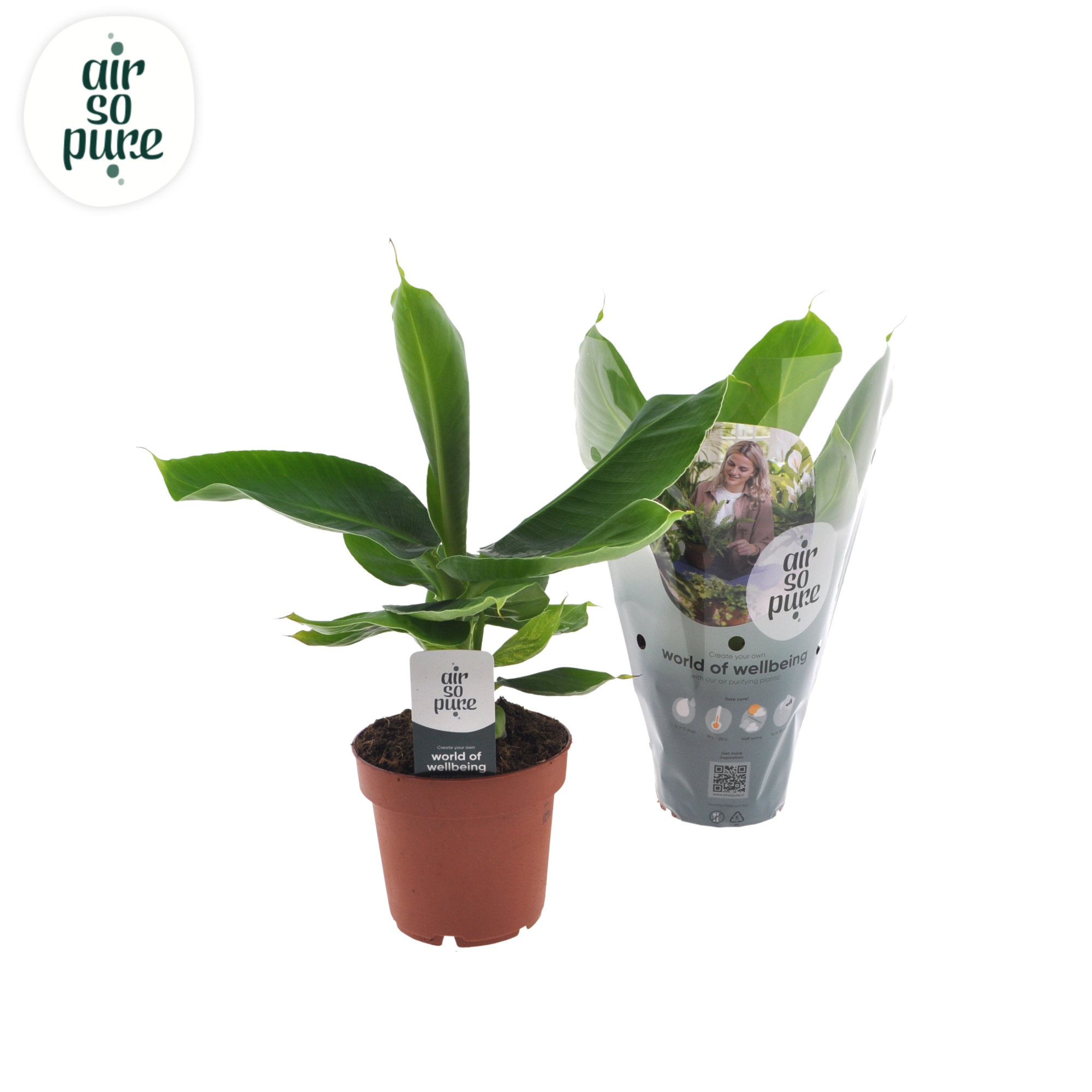 Musa Oriental Dwarf, D 12 cm