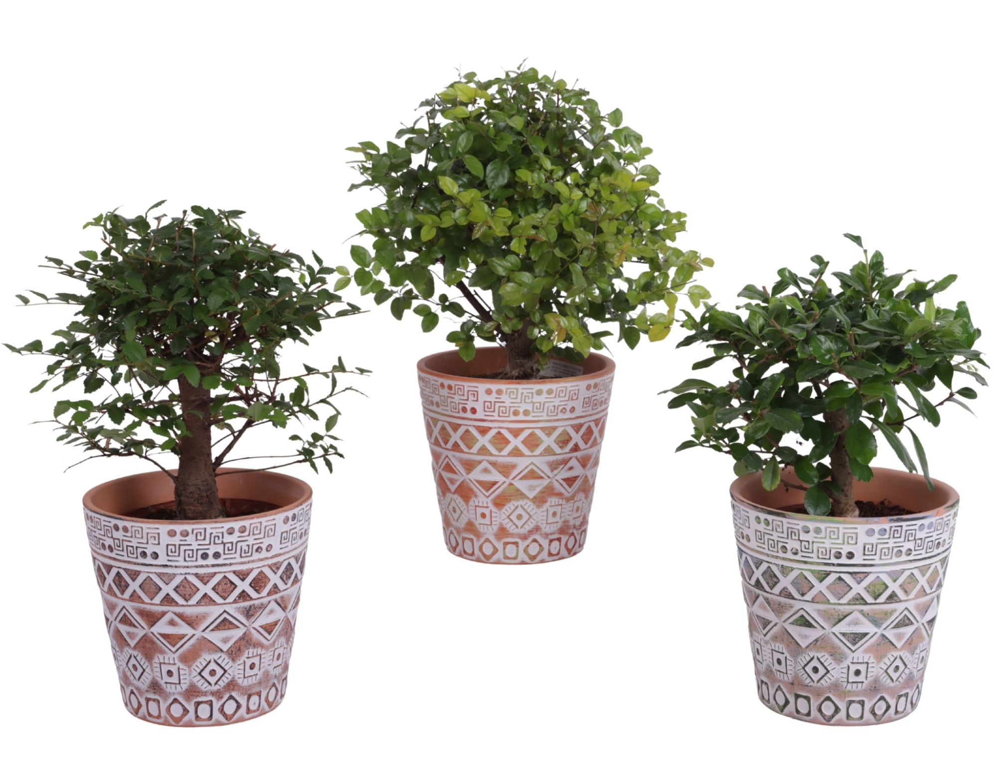 Bonsai Indoor Mix Ø12cm Ball Shape in Ø14cm Ceramic Pot Maya, D 14