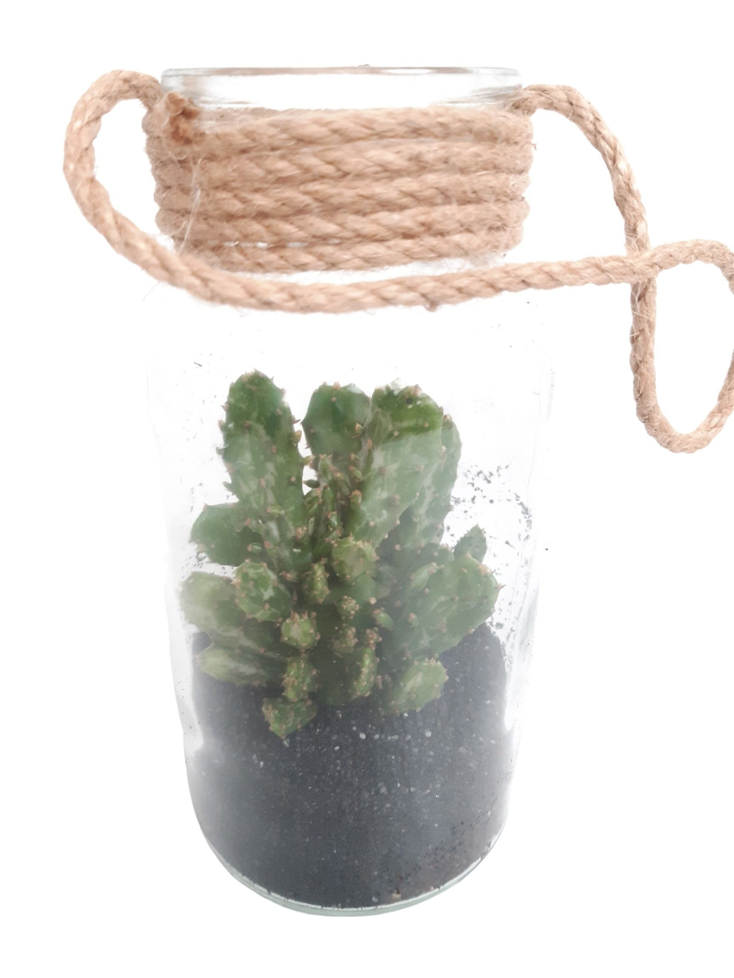 905 BS flesje 8/16cm Opuntia Black Sand Deco, D 8