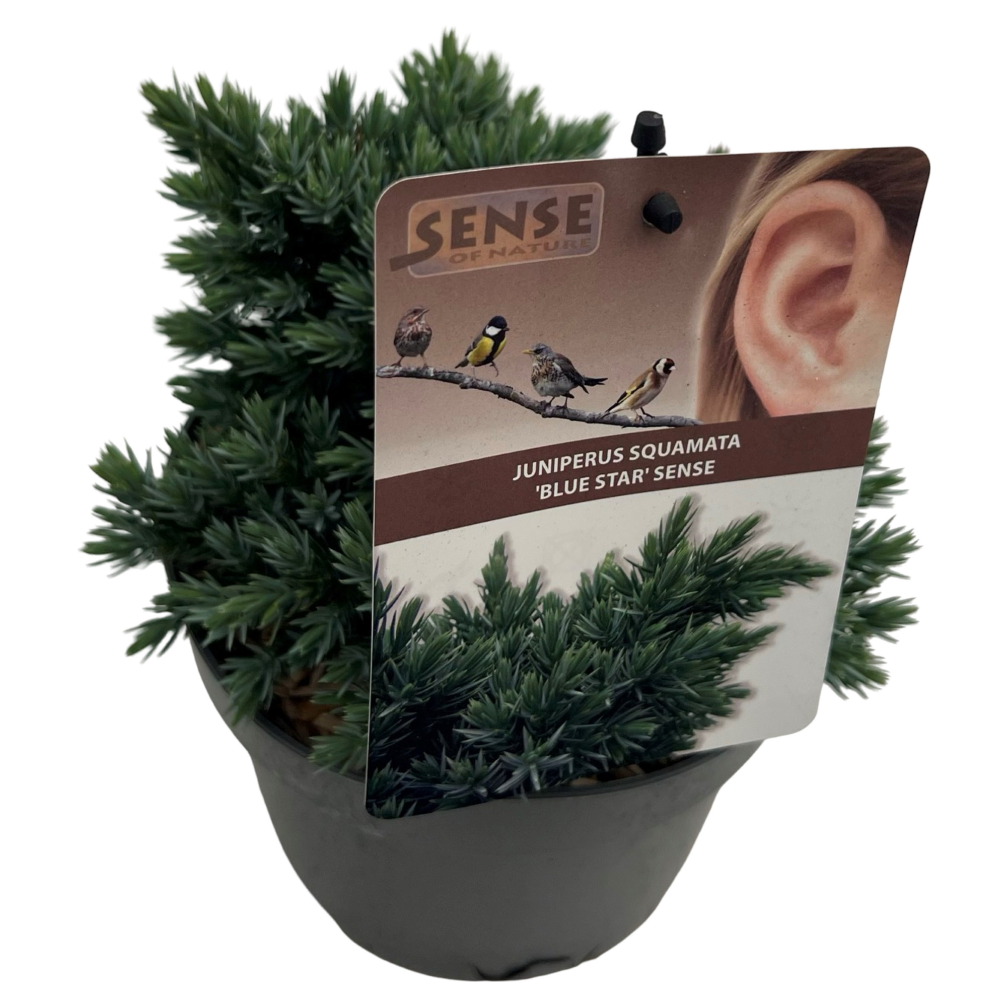 Juniperus squa. 'Blue Star' sense, D 17