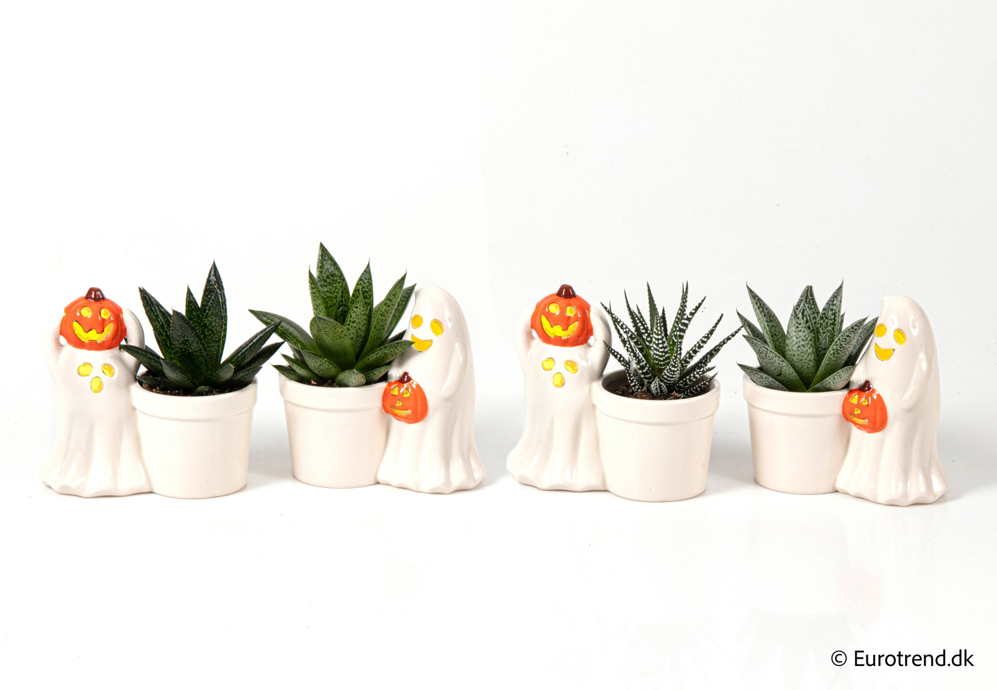 Succulent mix in ghost Halloween ceramic - Halloween 2025, D 6 cm