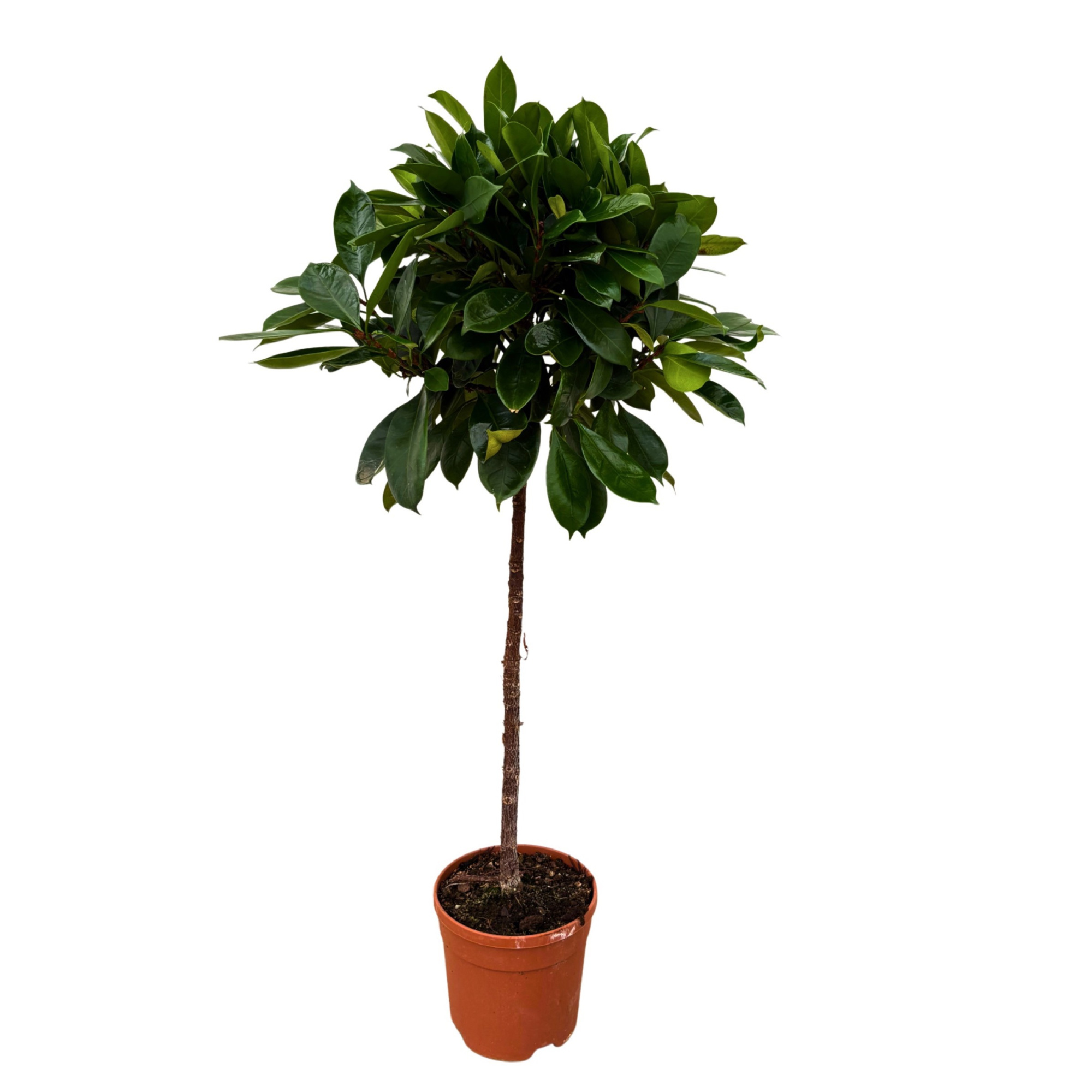 Ficus 'Cyathistipula', D 22 cm