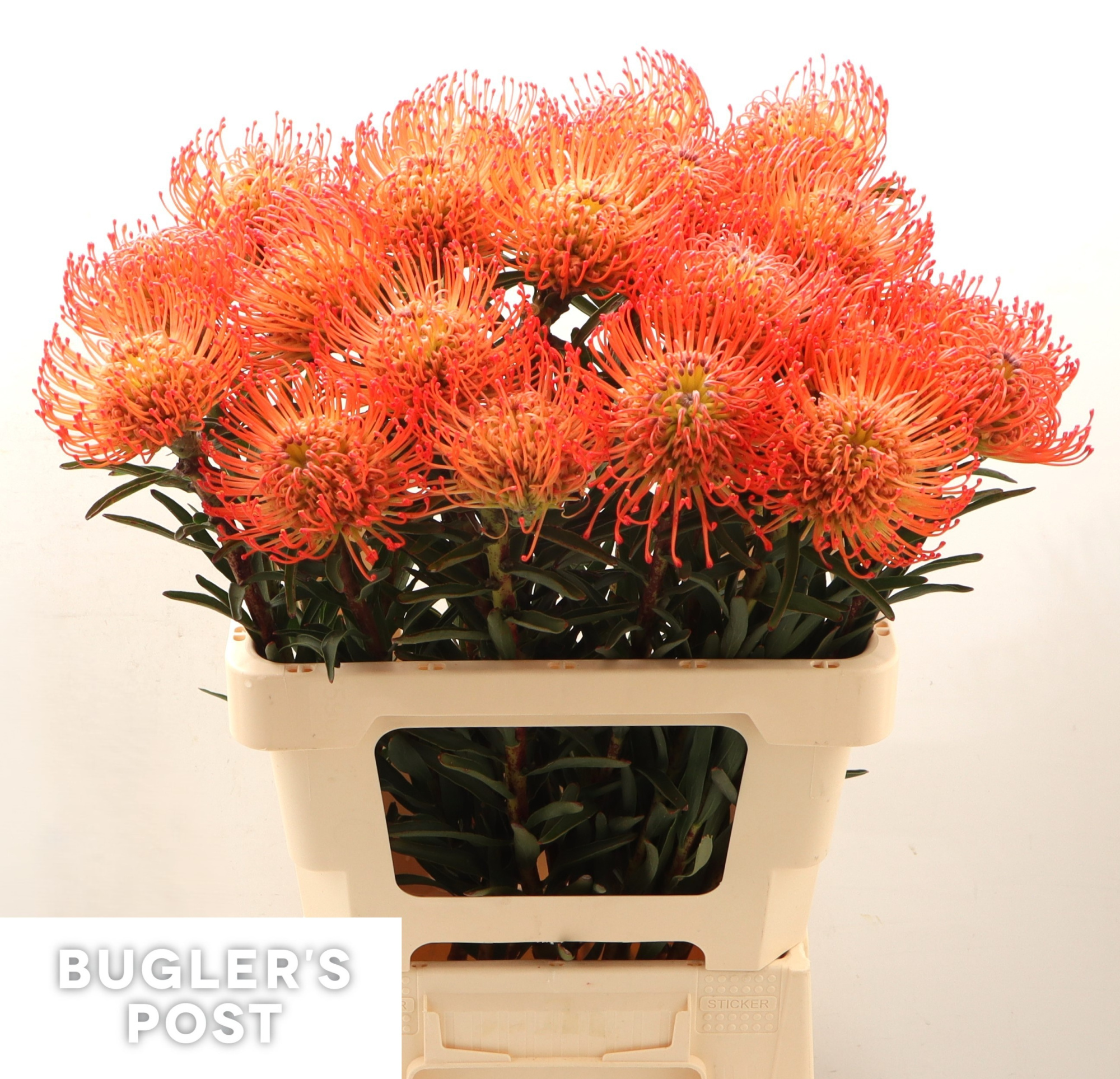 Нутанс Саксешн (оранж.) 60, шт.