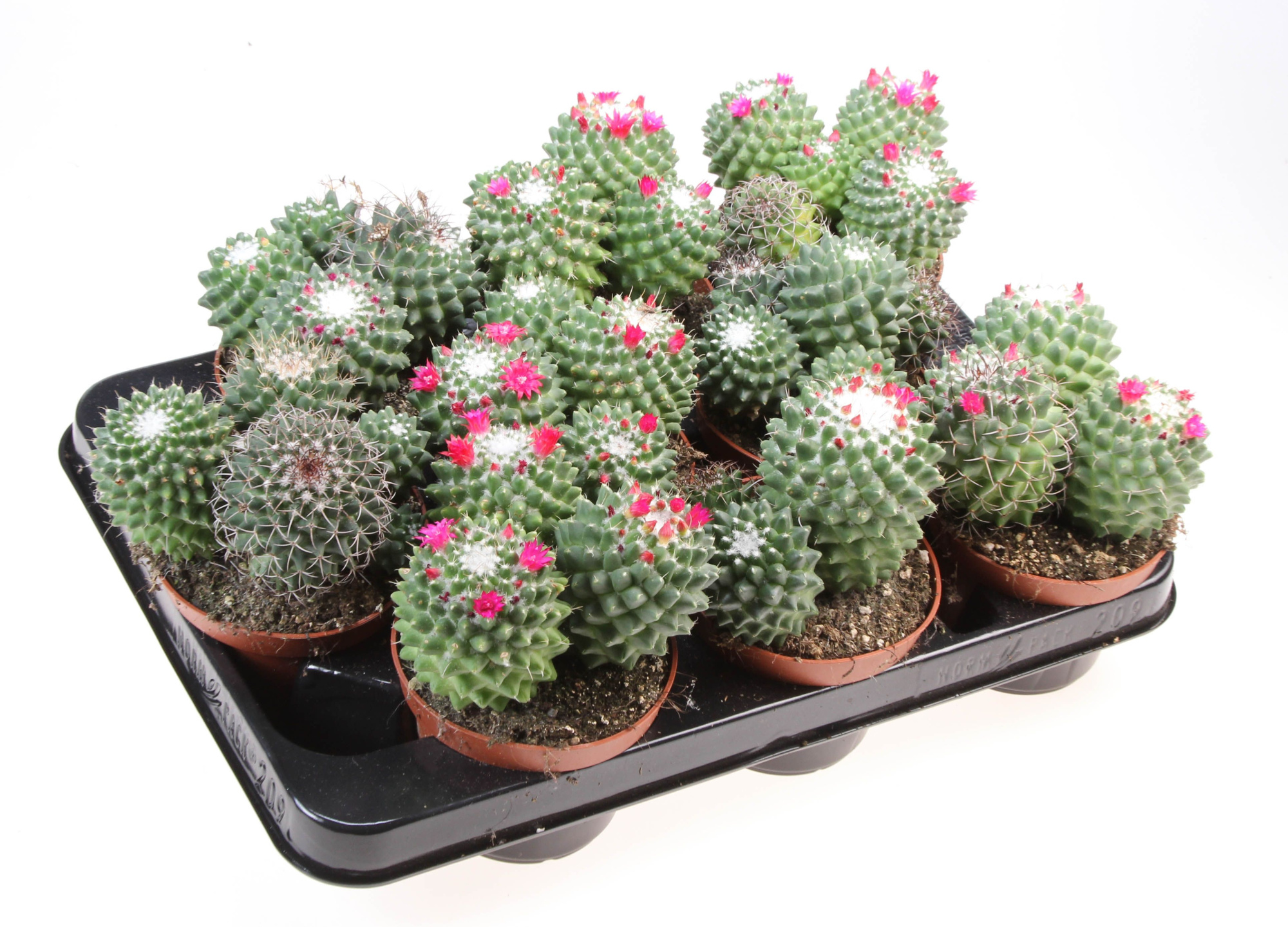 Mammillaria toluca, D 10,5