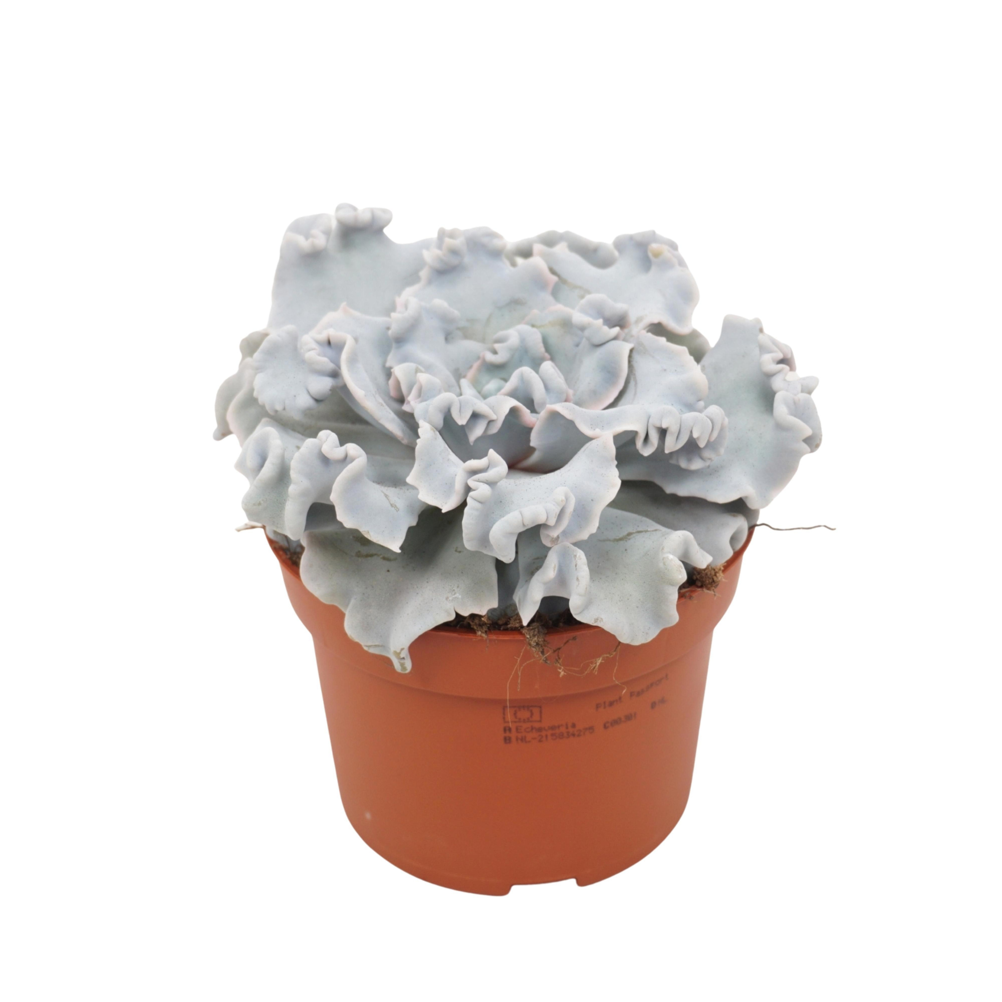 Echeveria crispy beauty 10,5 cm, D 10,5 cm