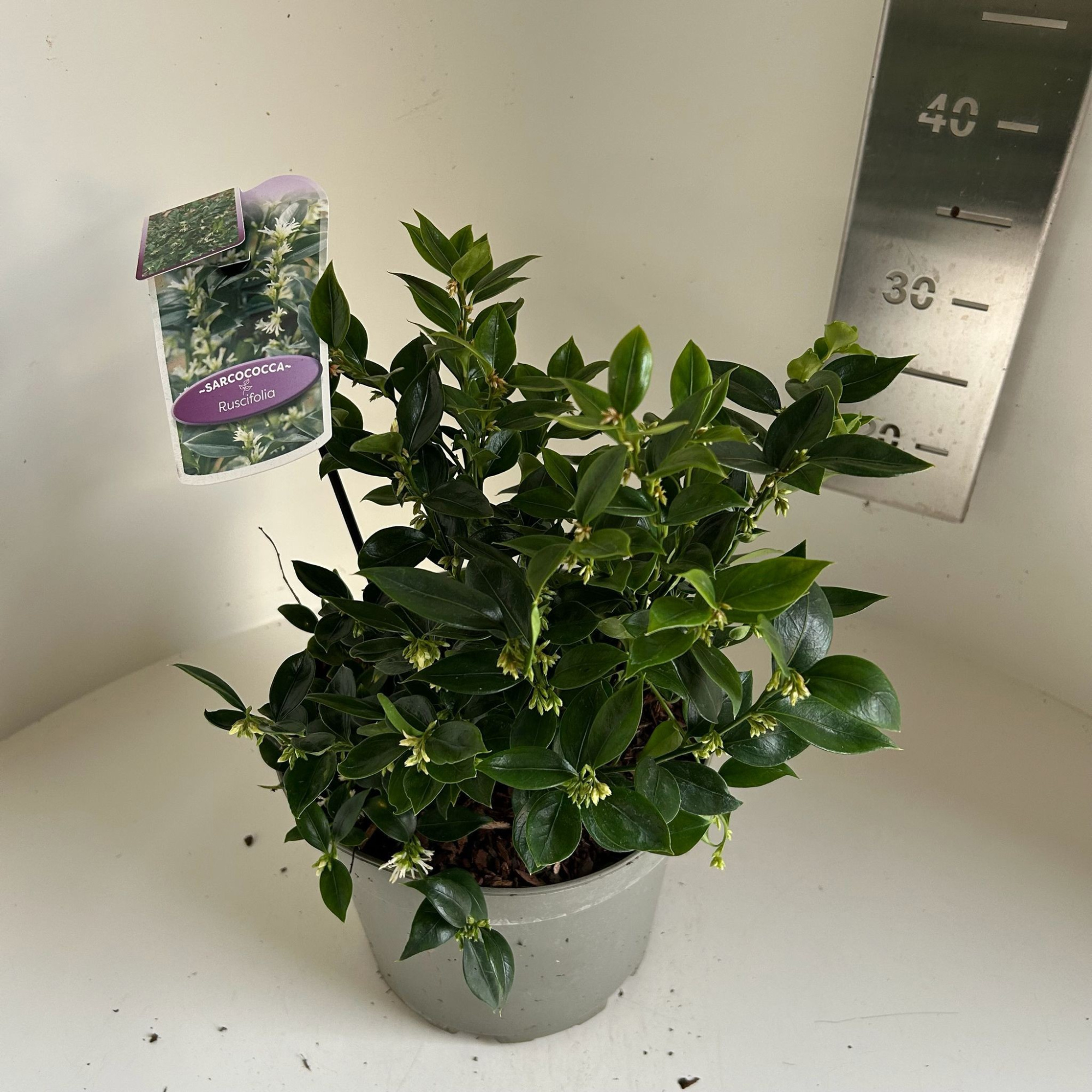 Sarcococca ruscifolia, D 23