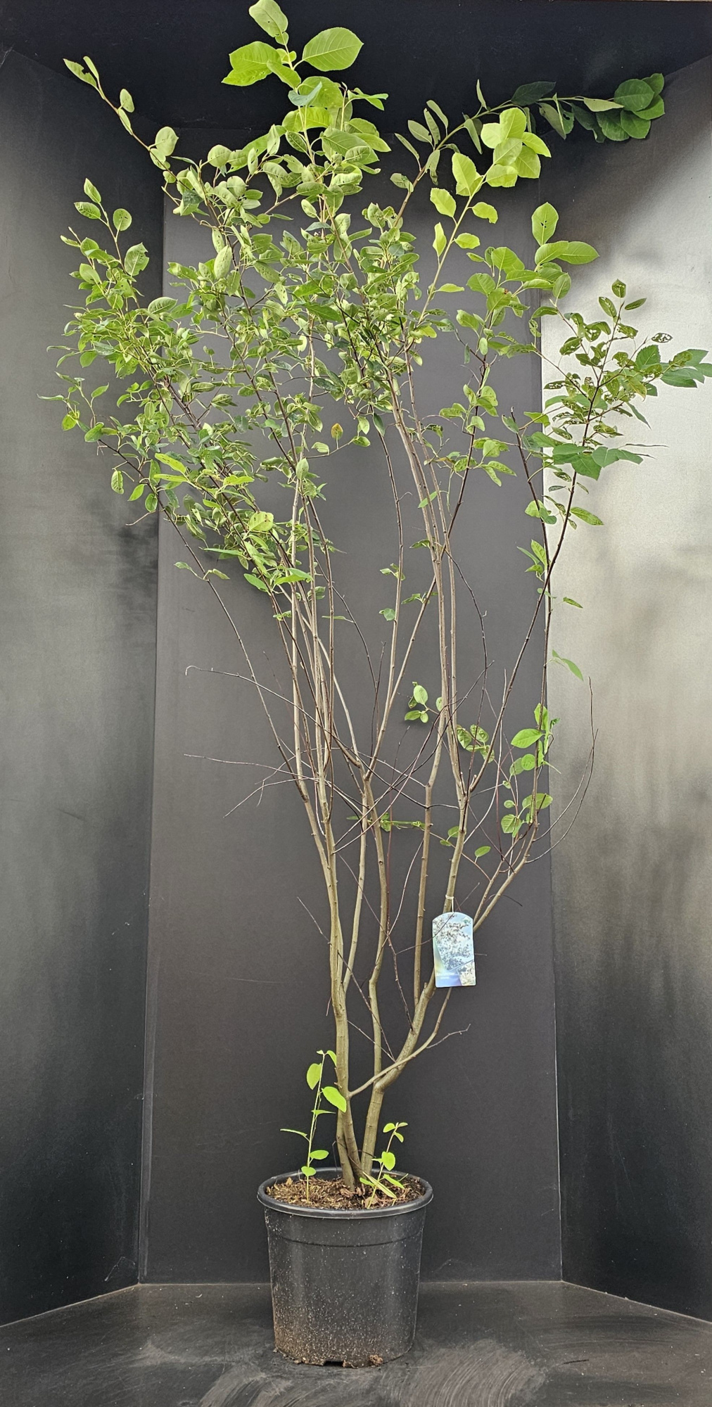 Amelanchier lamarckii, D 34 cm