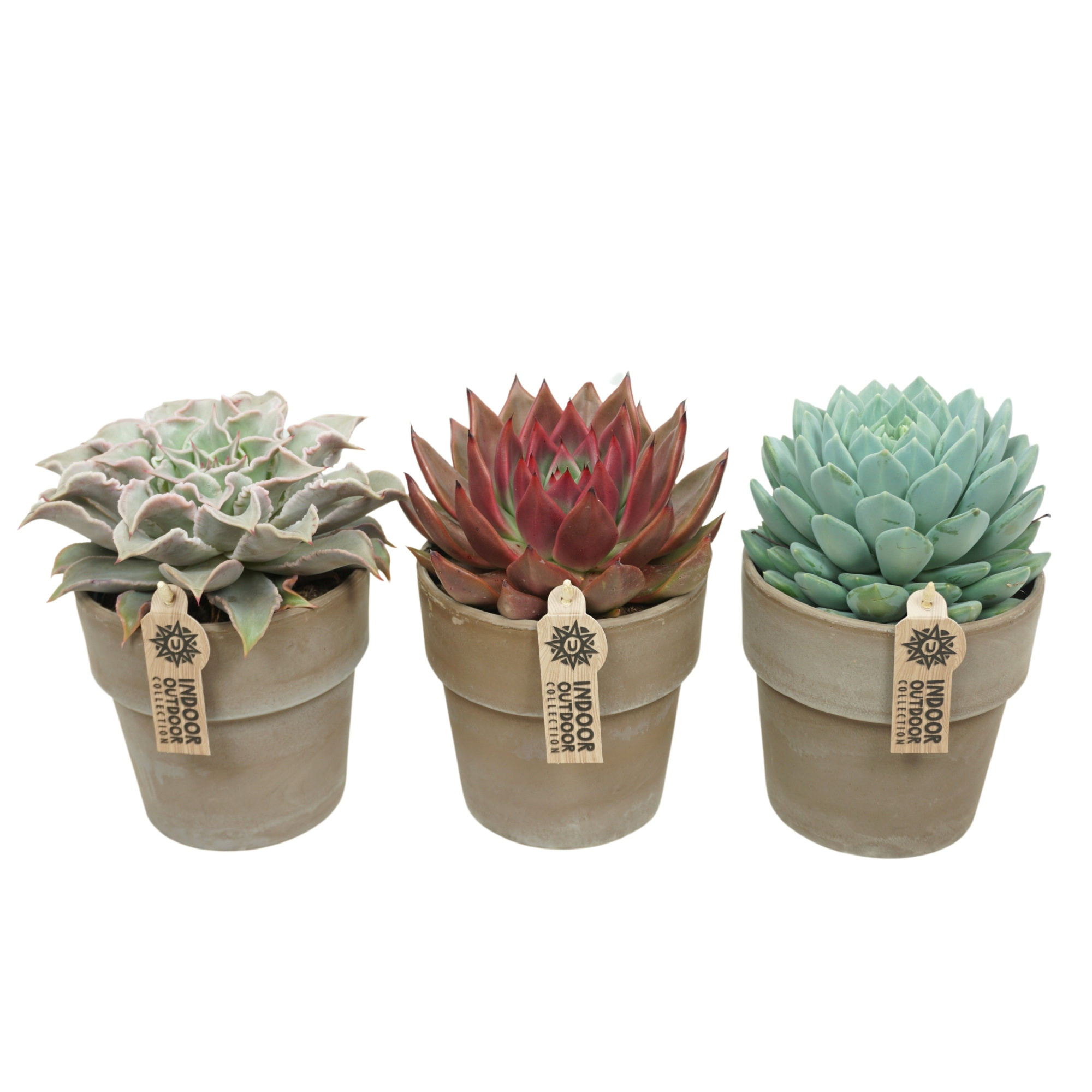 Echeveria mix in 15 cm 'Grijze Kraagpot', D 13 cm