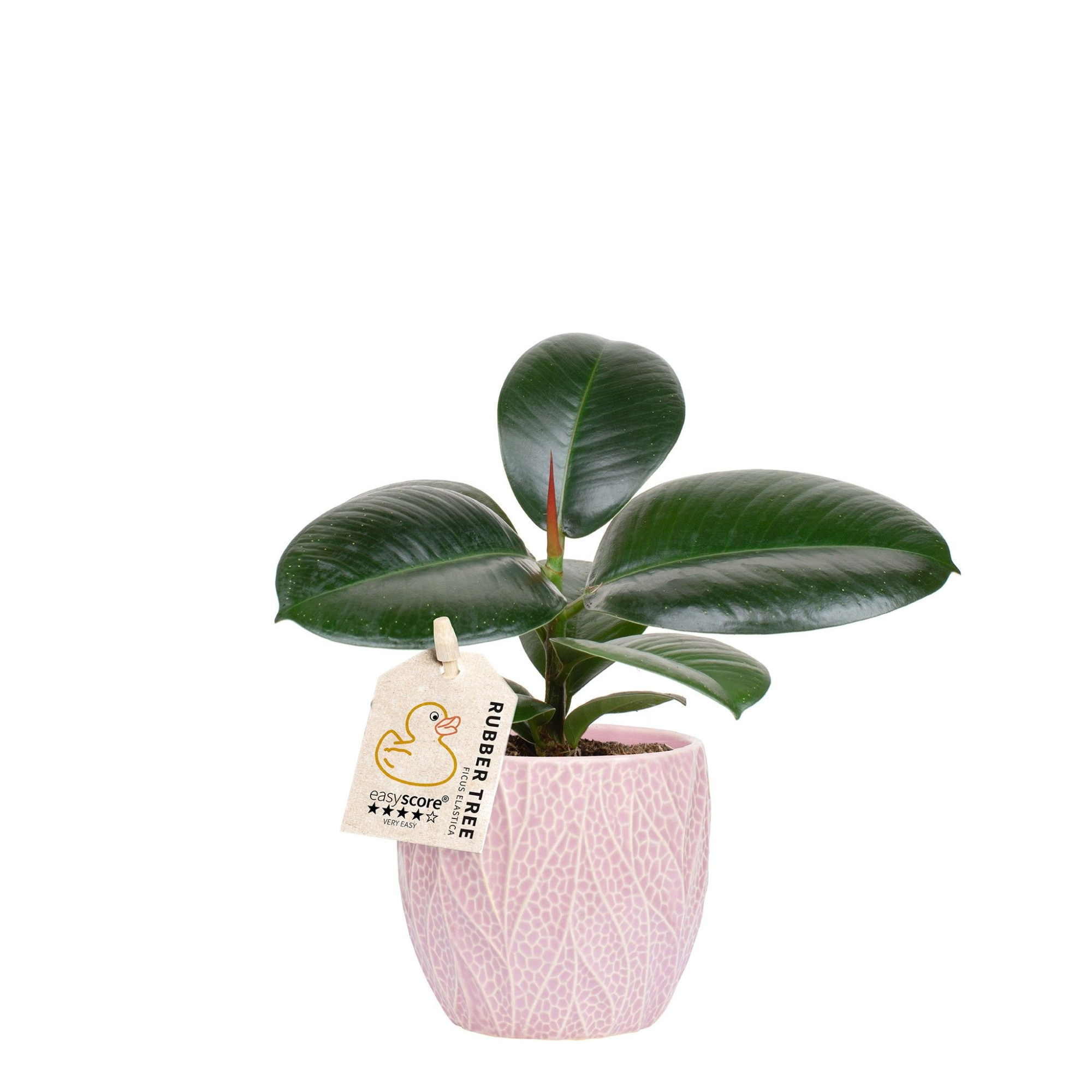 Leaf Rosa, Ficus elastica ´Sofia´, D 10 cm