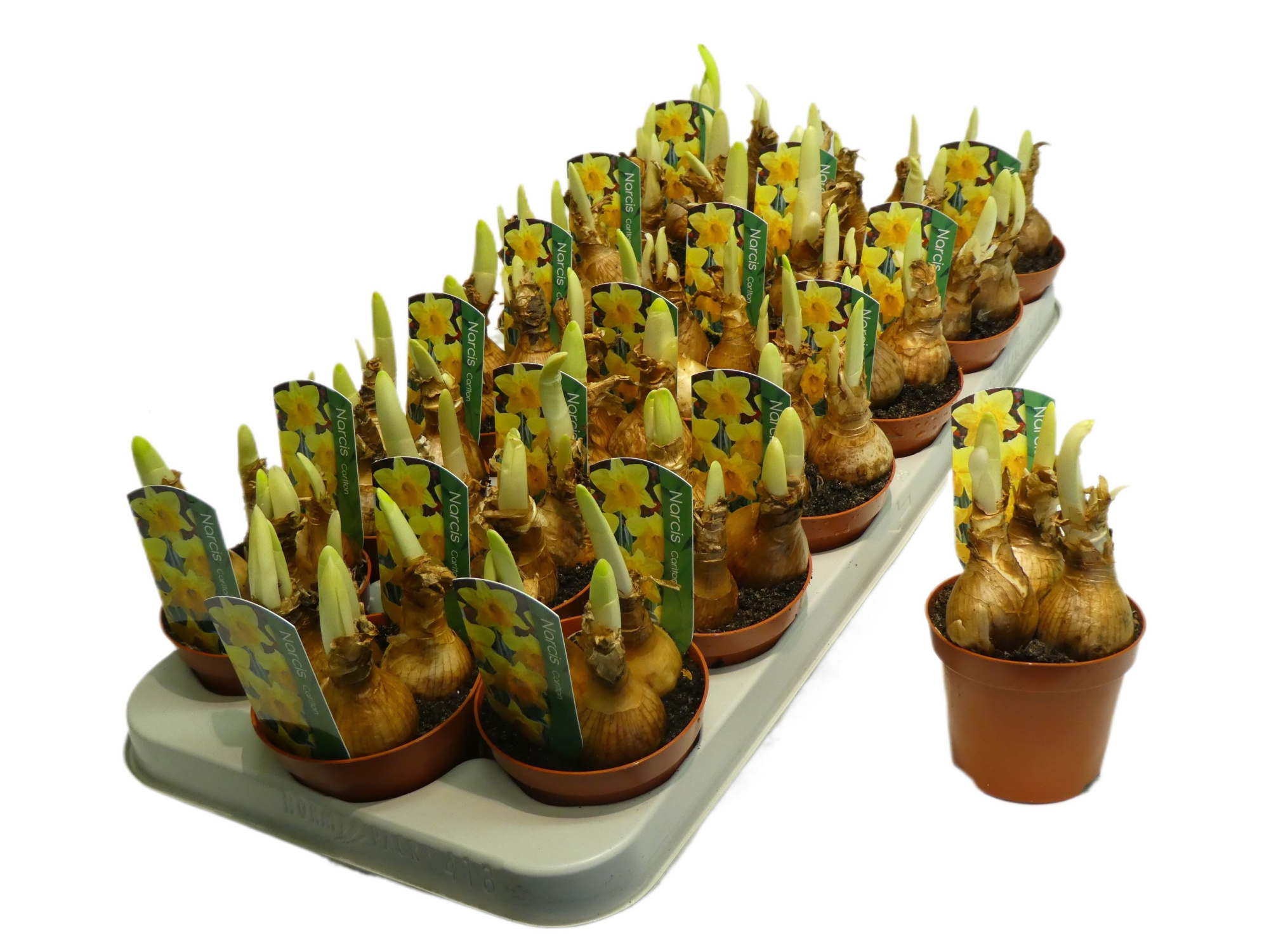 Narcissus Grootkronige Grp 'Carlton', D 9