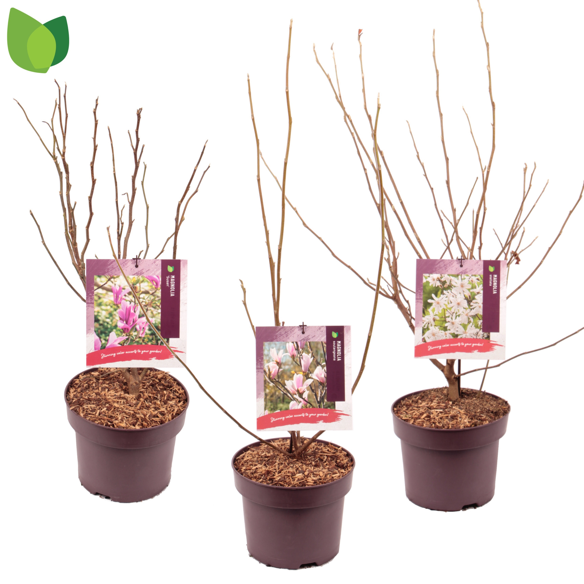 Magnolia C5/P23 MIX, D 23