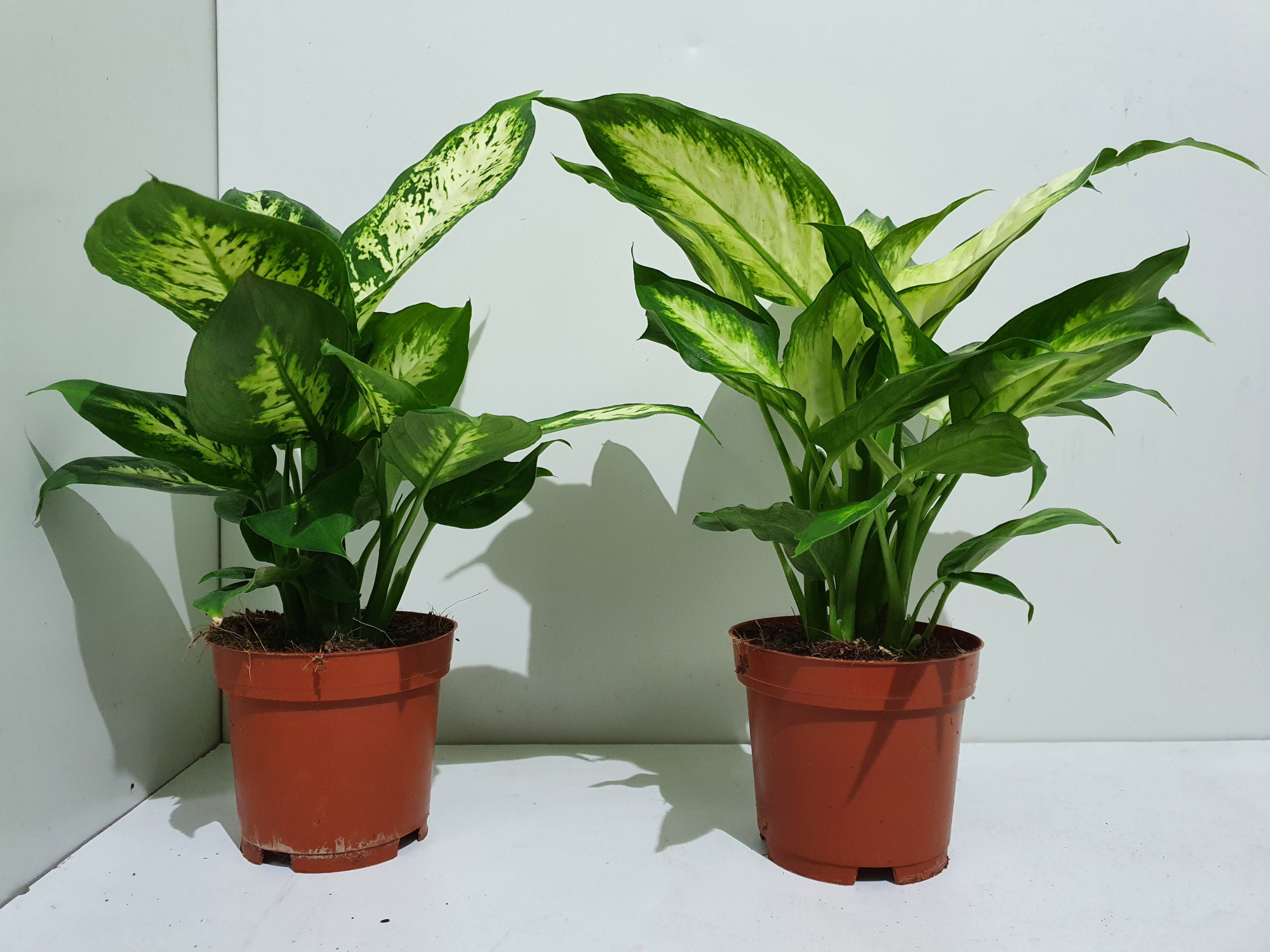 Dieffenbachia mix 2 soorten 11 cm, D 10,5