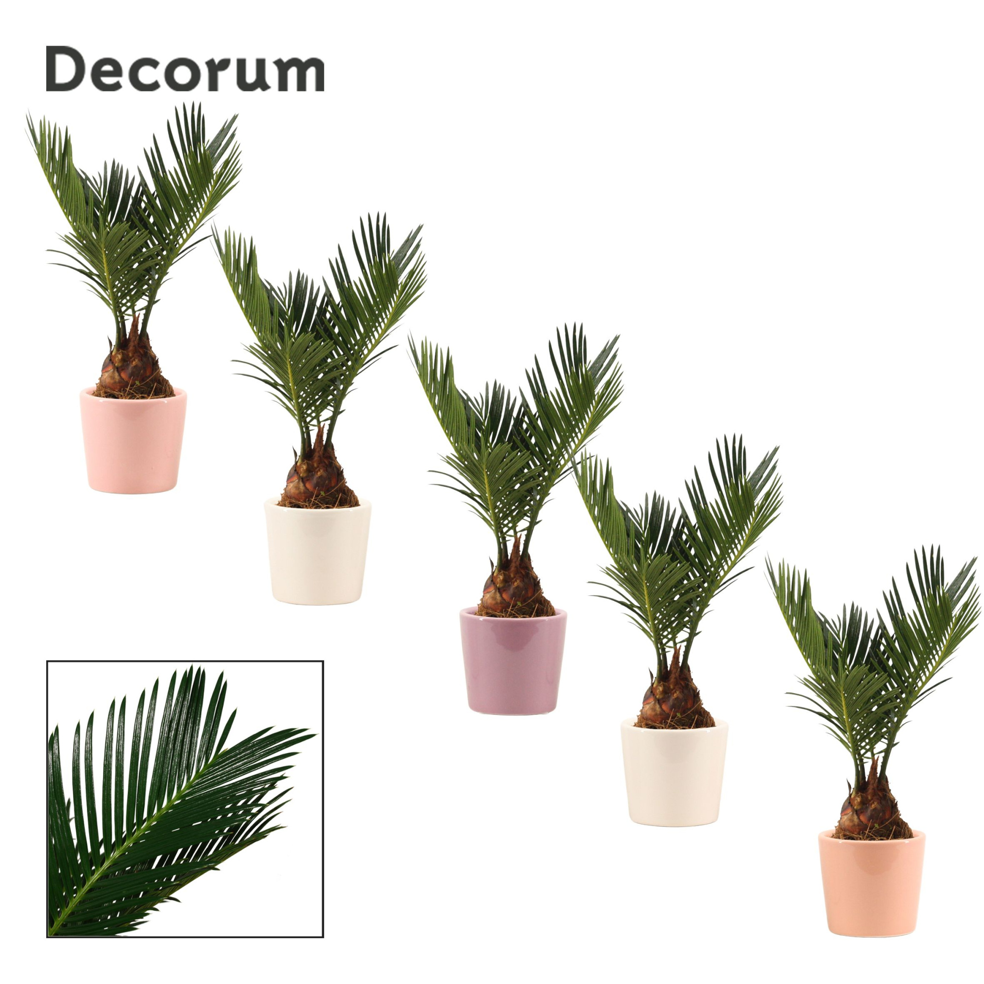 Cycas Revoluta 6 cm Decorum, 3+ veren in Maui (Party love-coll, D 6