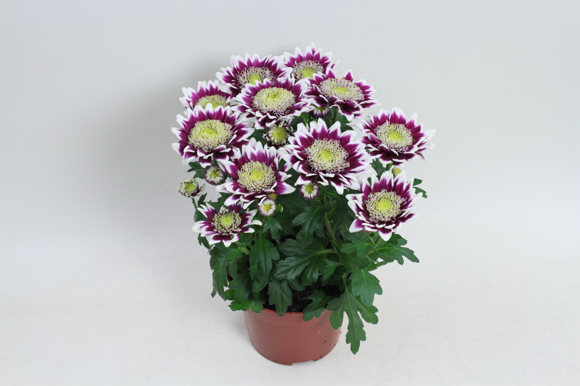 Splash Rocker 12cm, D 12