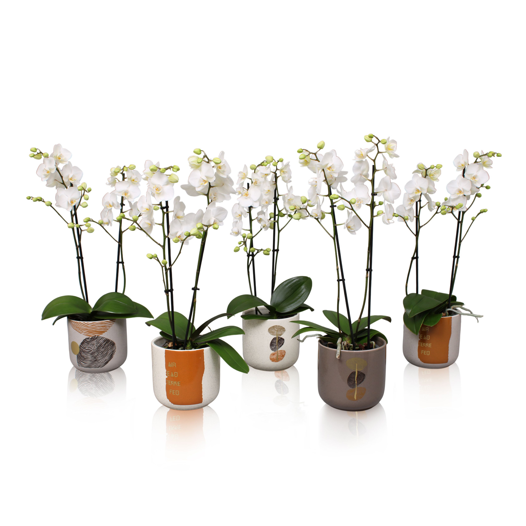 Phal. Multiflora 2-tak wit in keramiek BGC967, D 12 cm